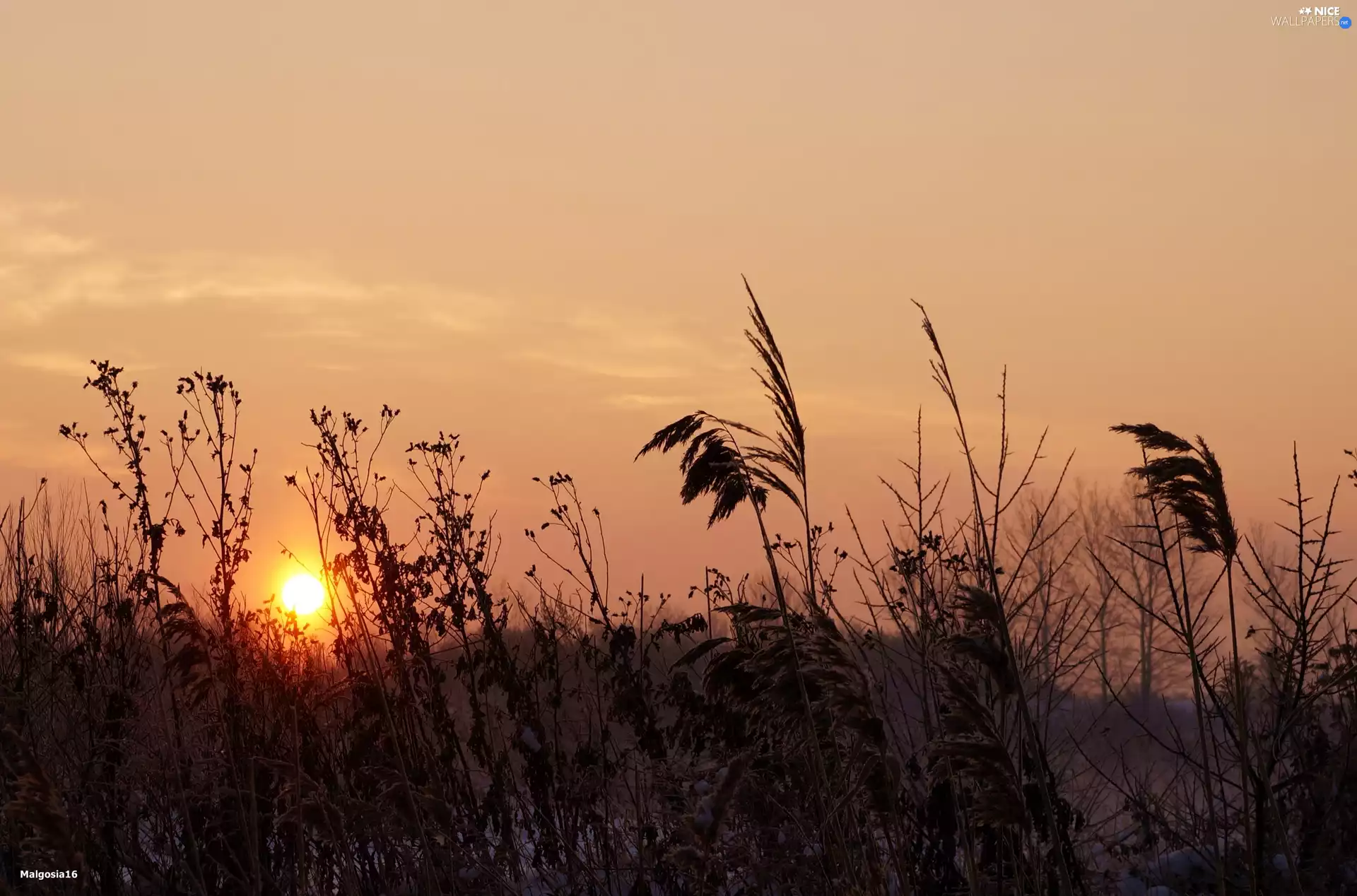 Plants, Sunrise, Sky