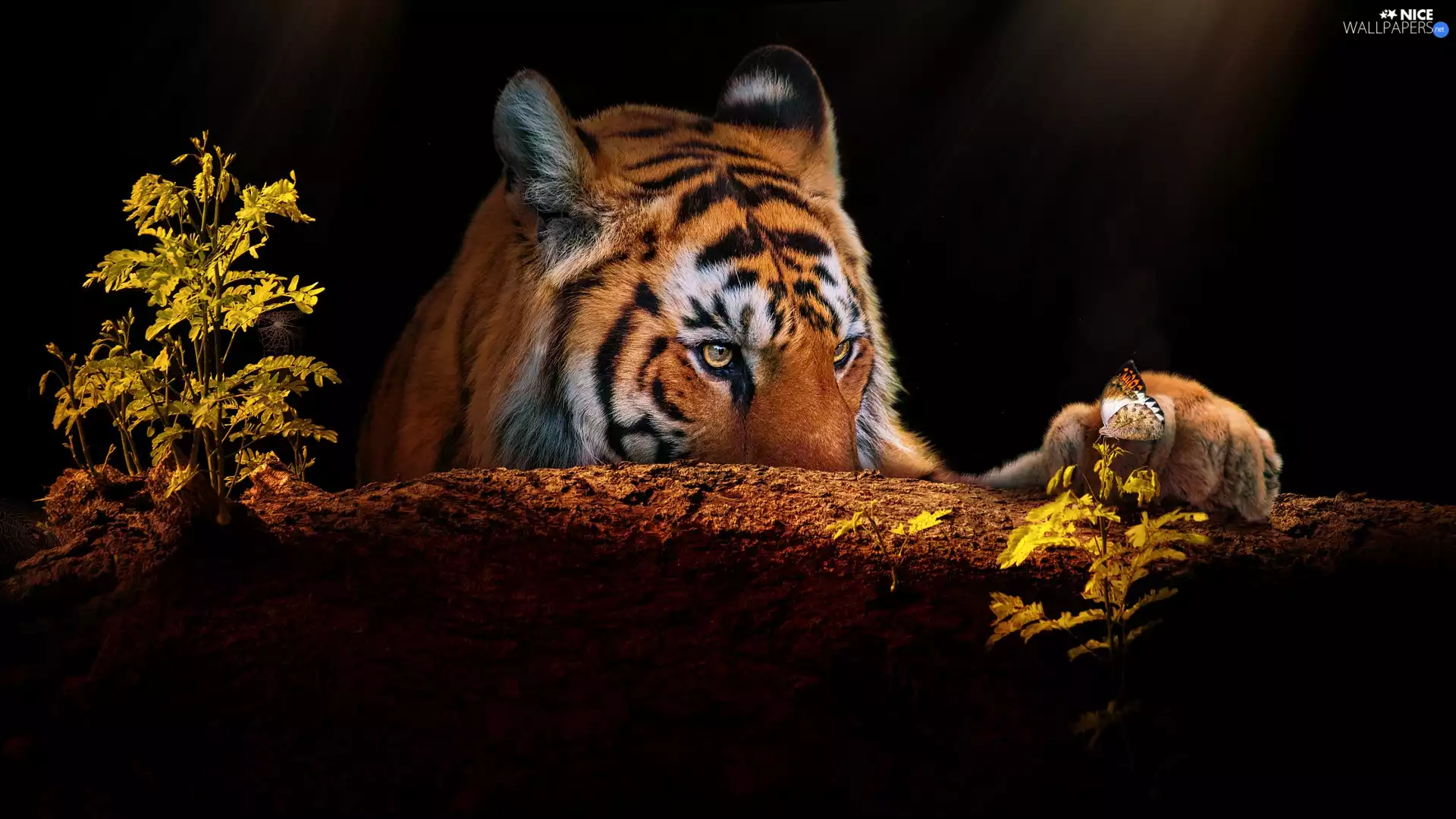 trees, tiger, butterfly, Plants, paw, snag