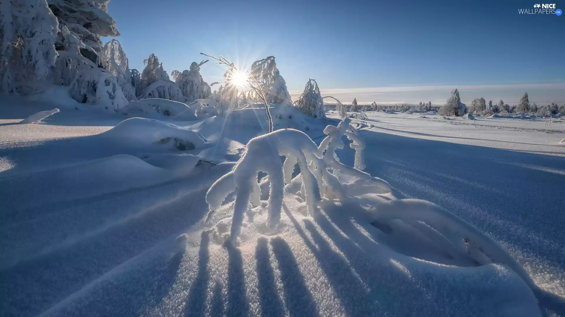 snowy, winter, viewes, Plants, trees, snow