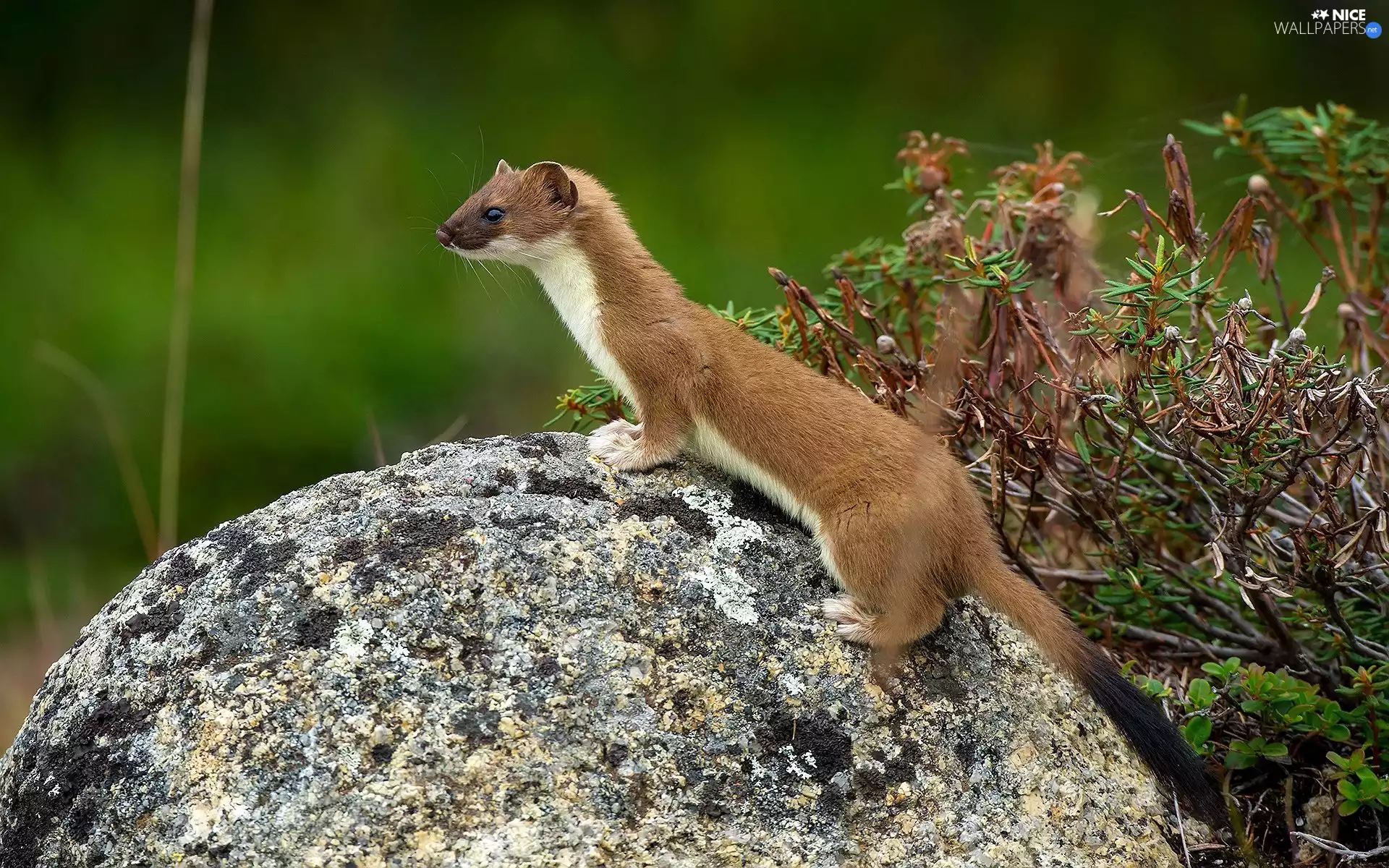 Plants, marten, Stone