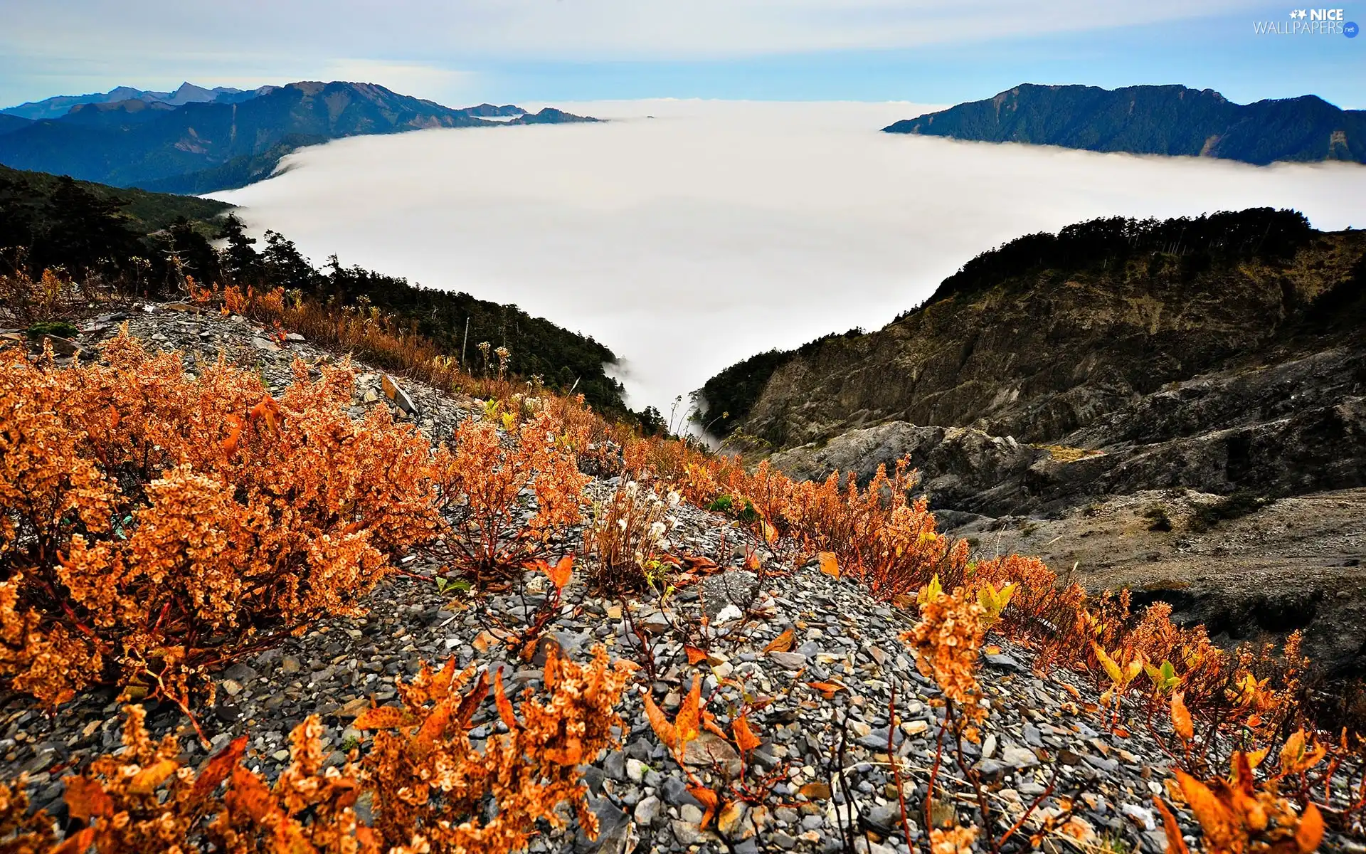 Plants, Mountains, Stones