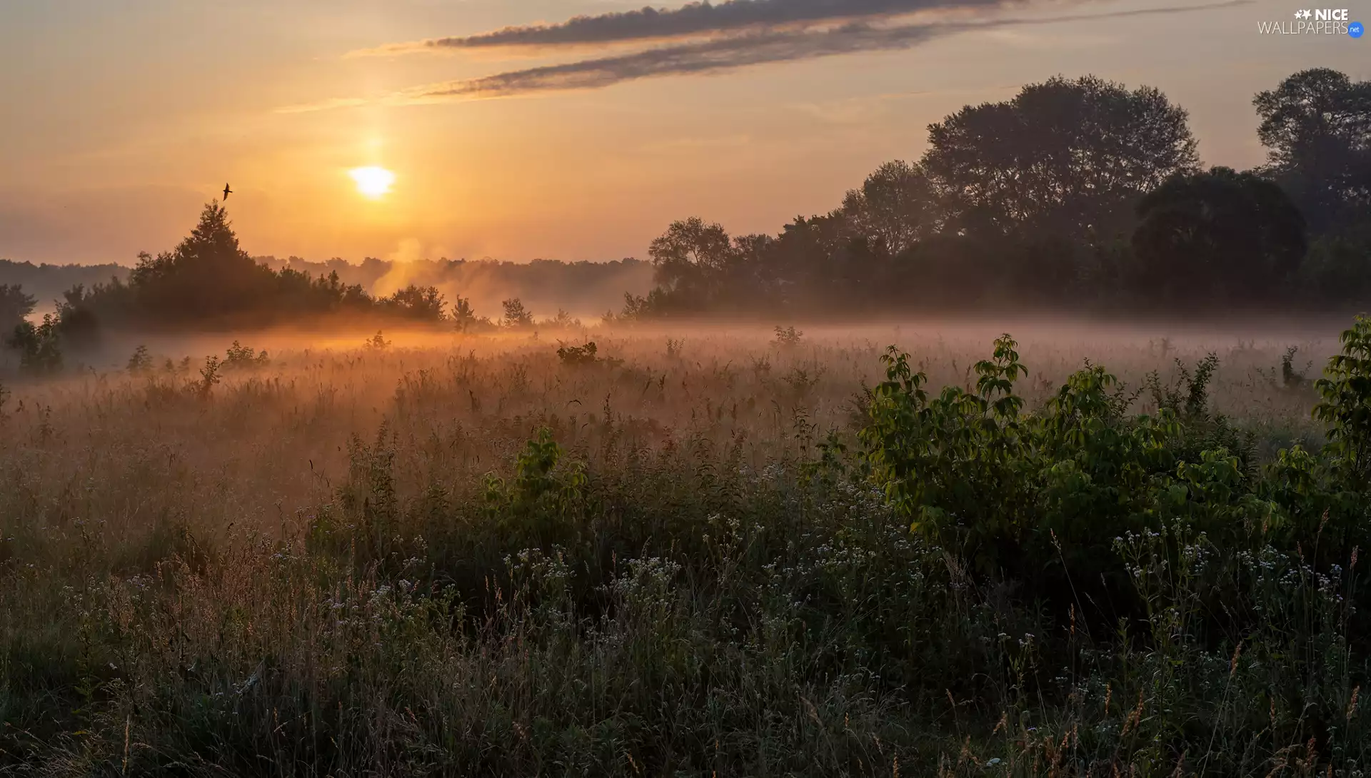 trees, grass, Sunrise, Plants, Meadow, viewes, Fog