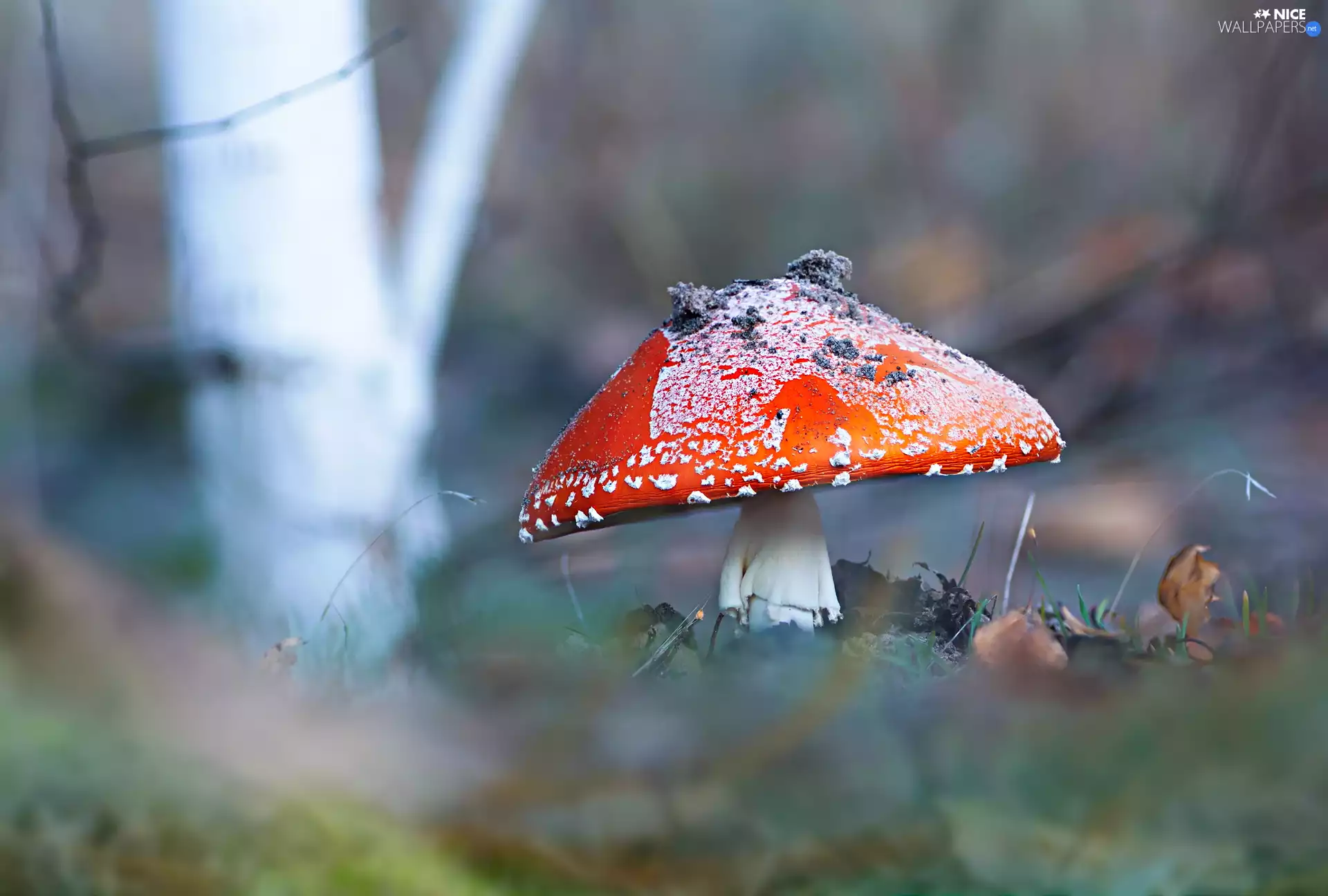 Plants, Mushrooms, toadstool