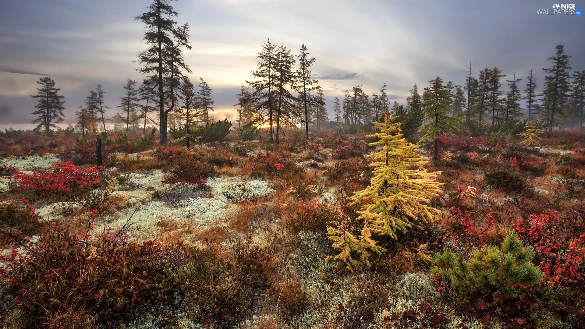 Bush, Plants, trees, viewes, autumn