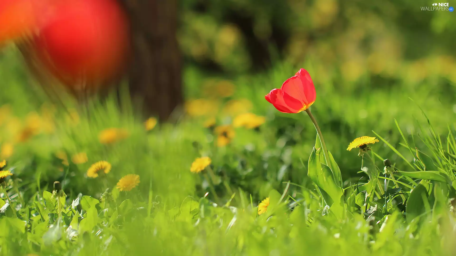 grass, Plants, tulip, nuns, Red