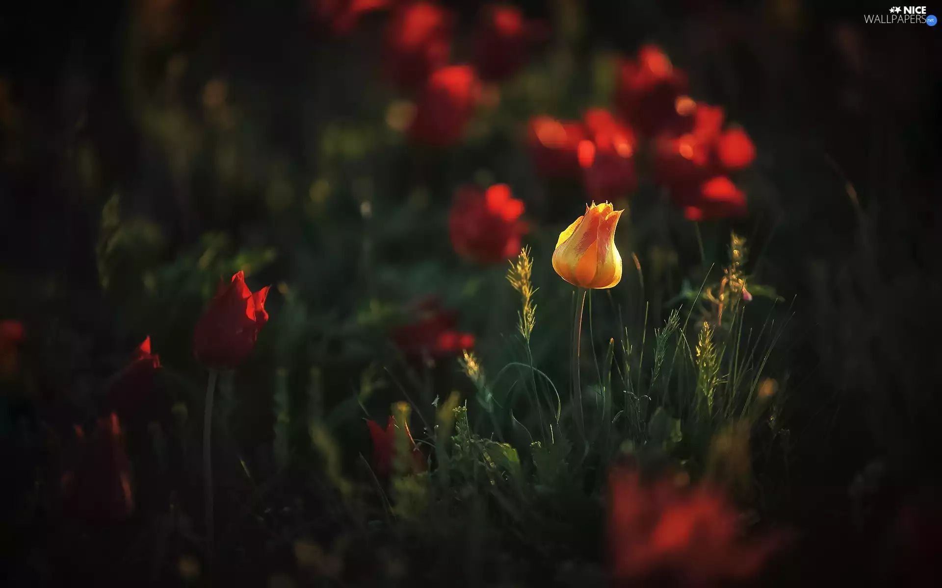 Plants, Meadow, Tulips