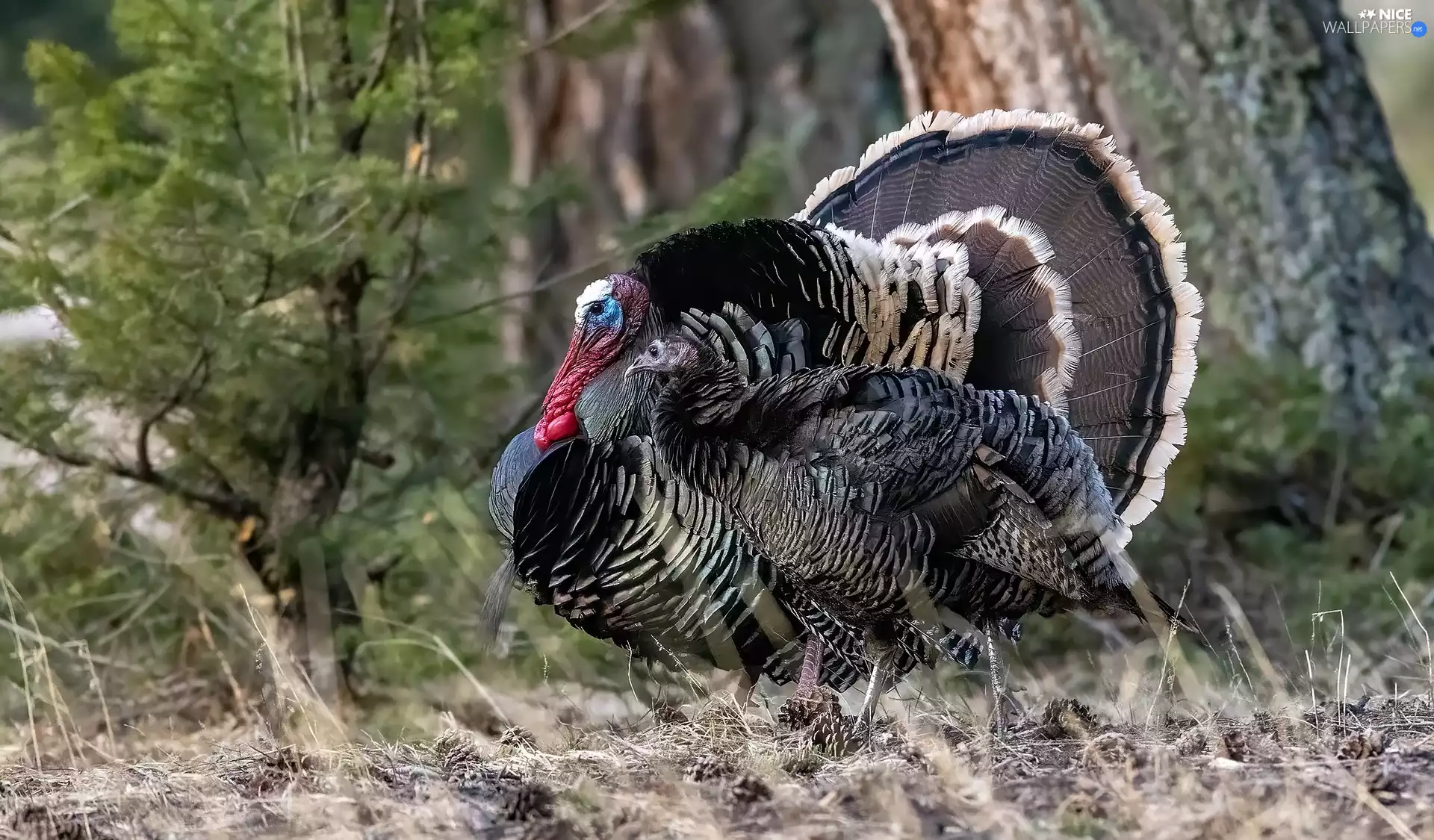 viewes, plants, turkeys, trees, birds