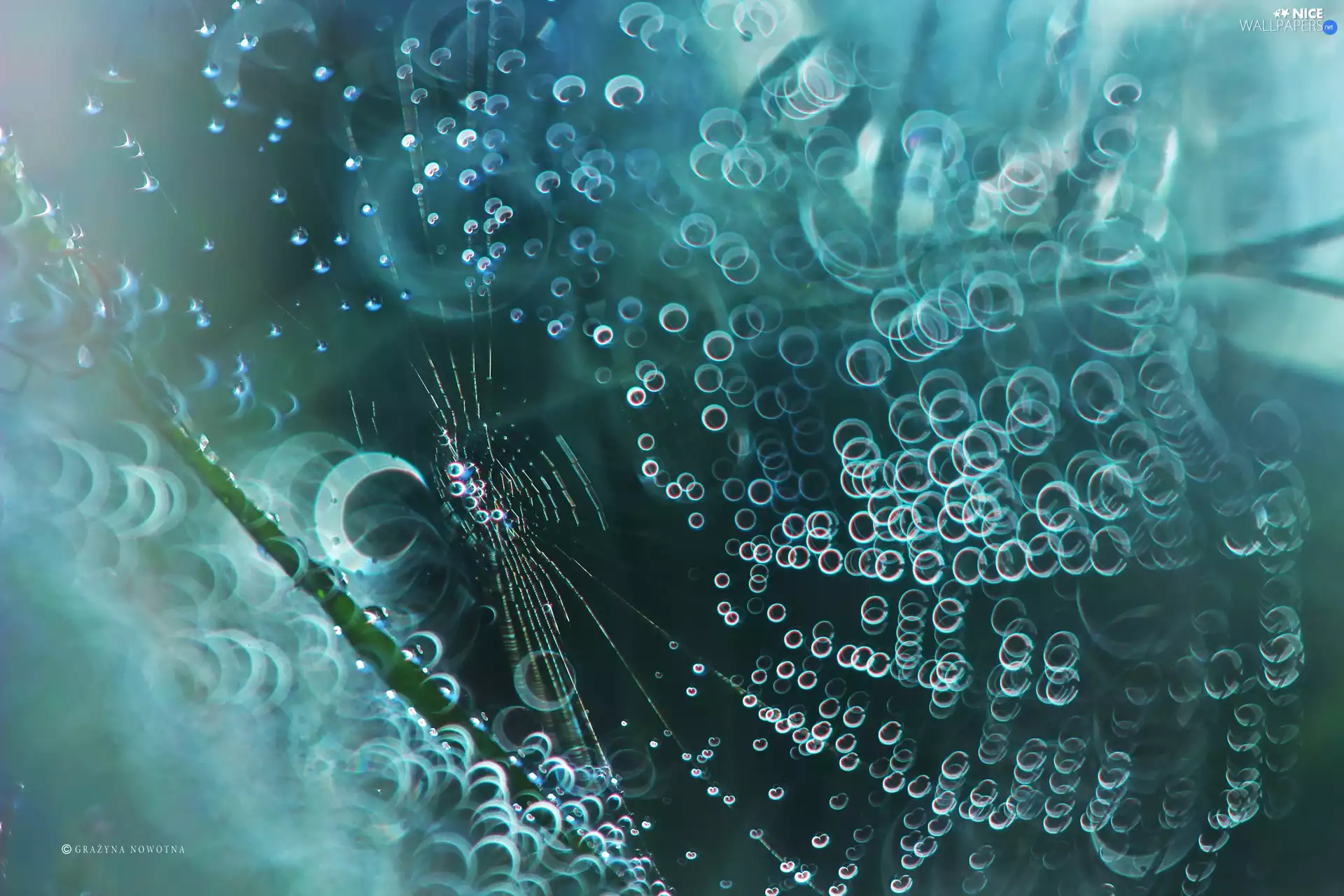 Web, Close, Bokeh, Plants