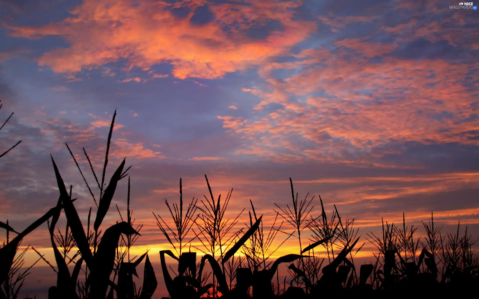 west, clouds, Plants, sun