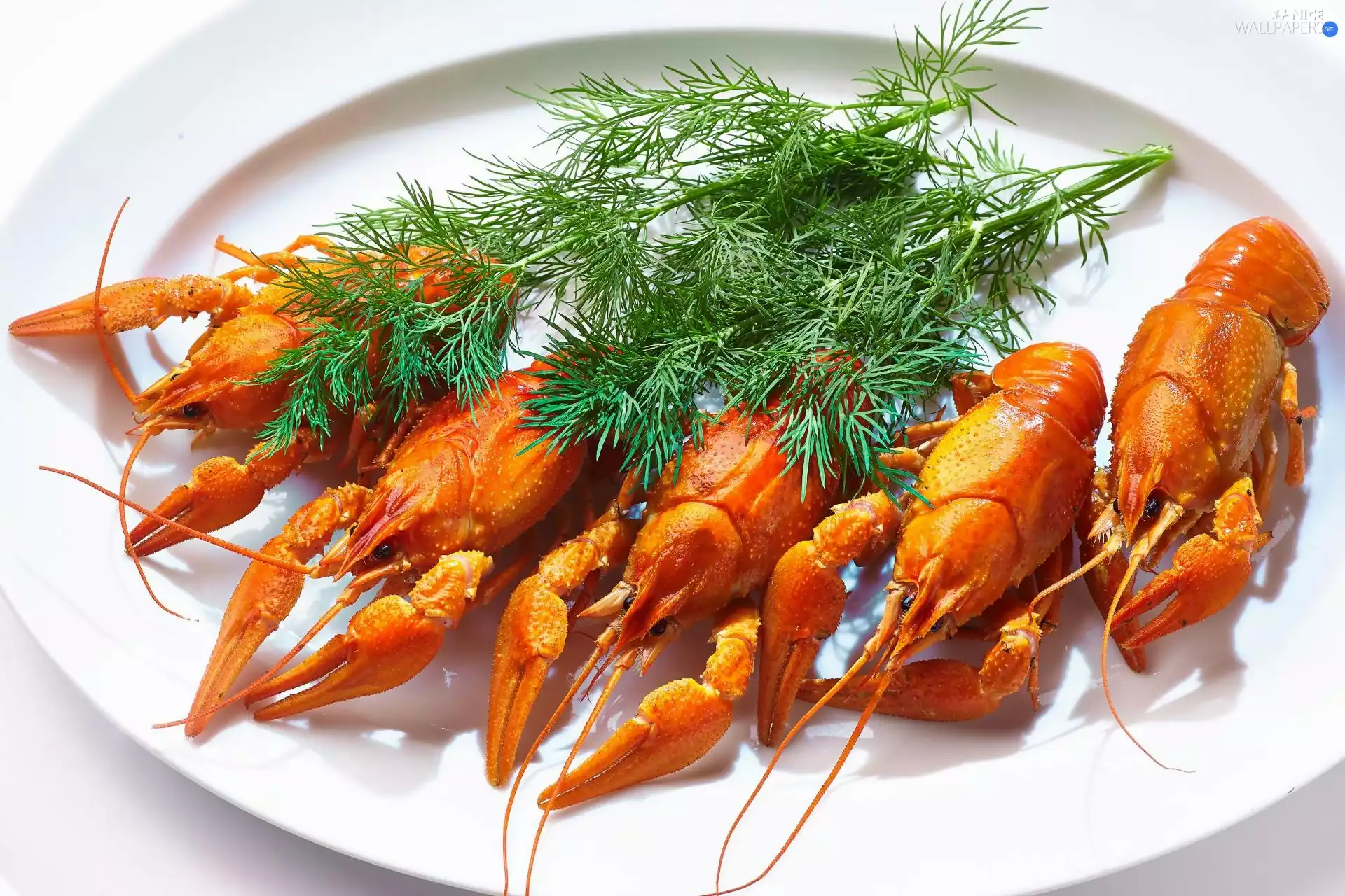 plate, Crampons, Dill