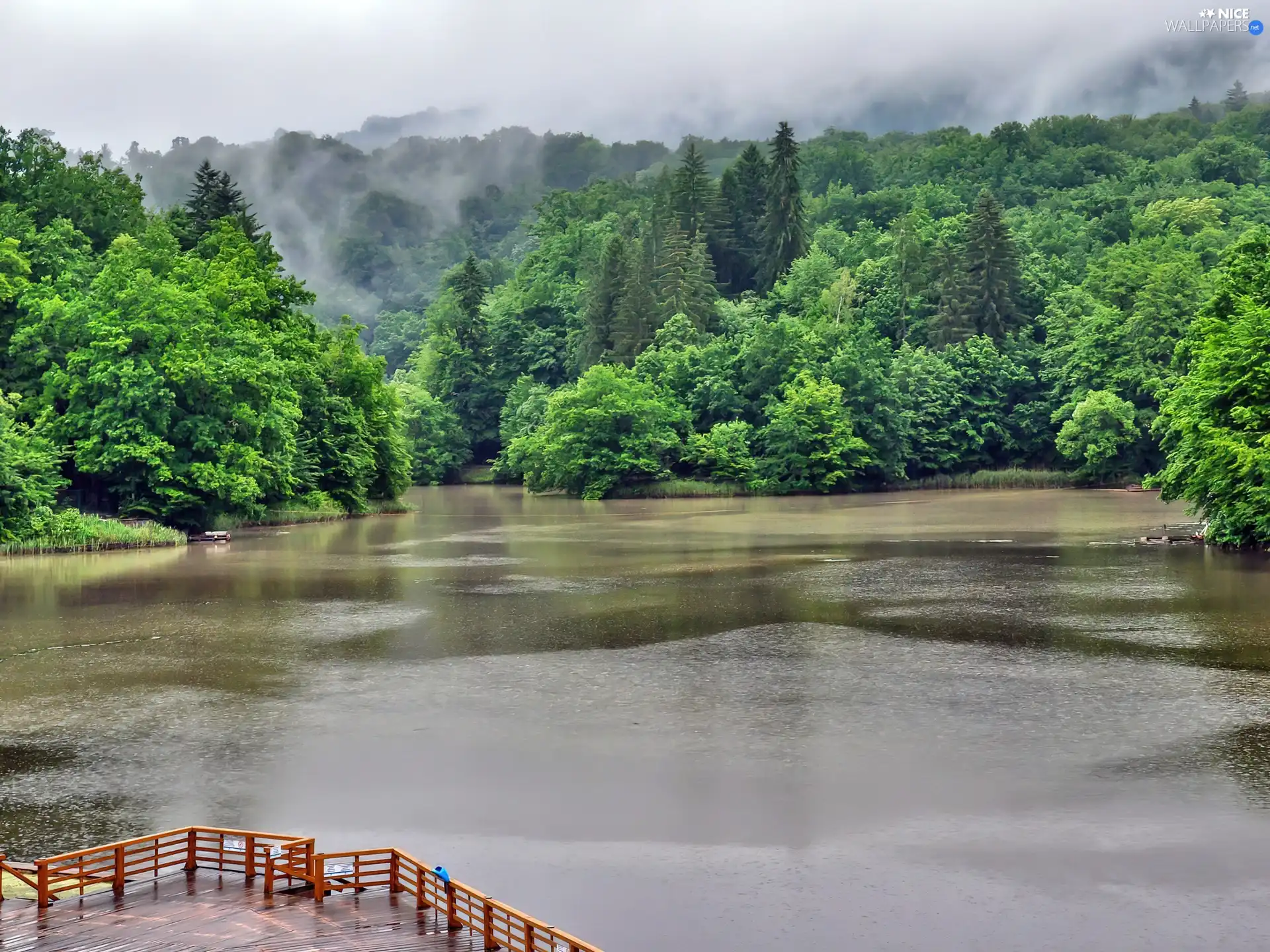 forest, River, Platform, Fog