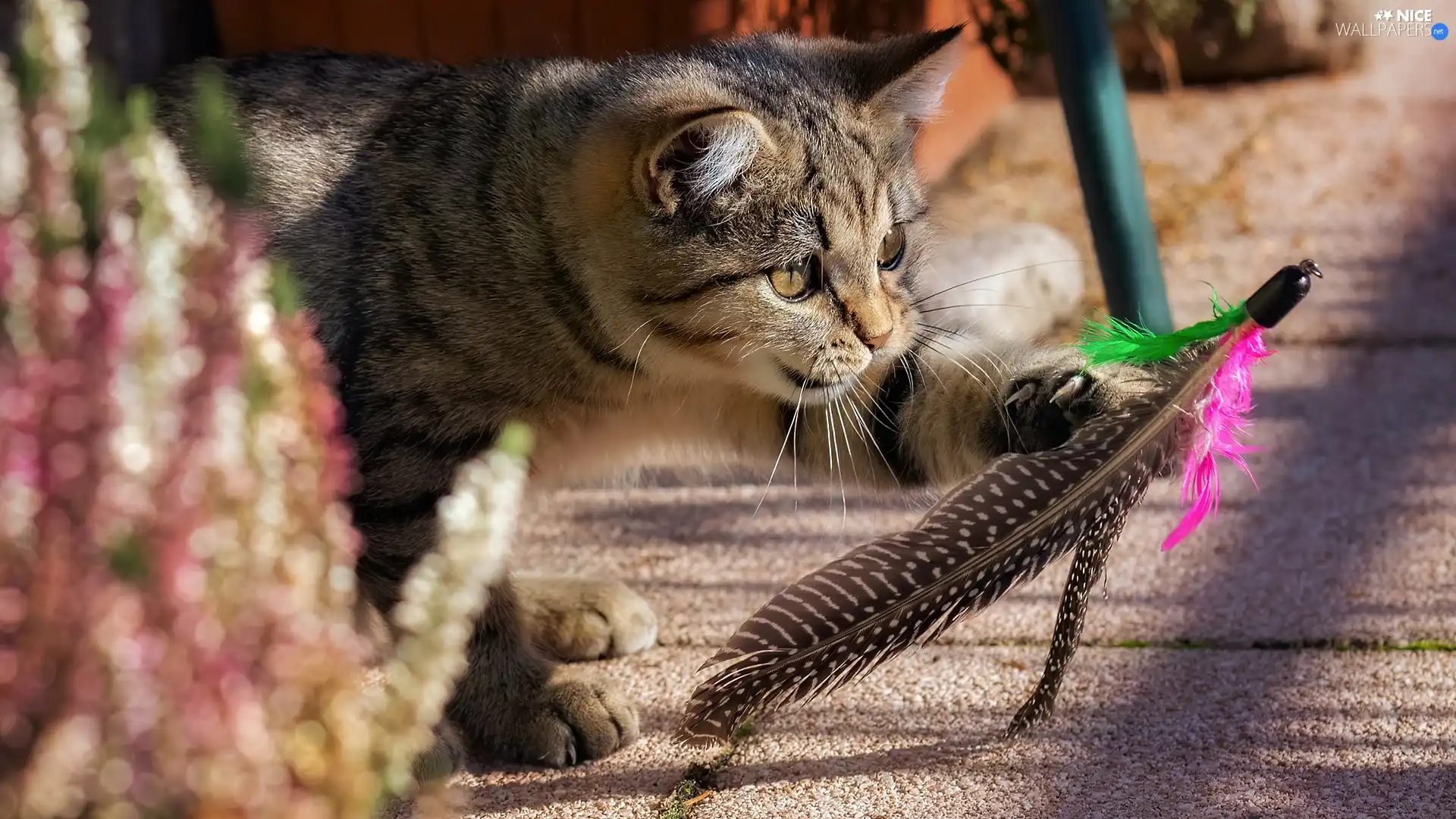 play, cat, feather