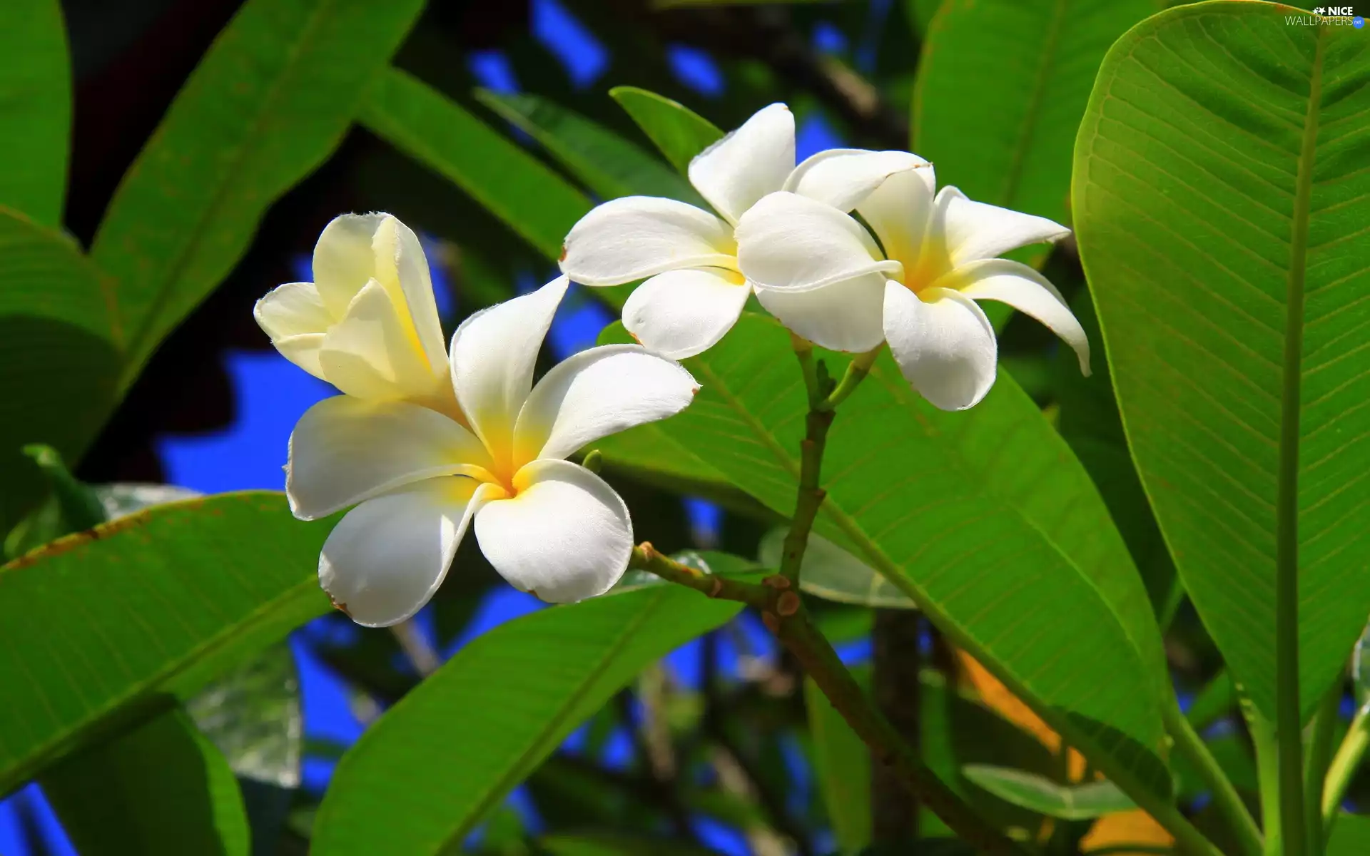 Plumeria, White, Flowers