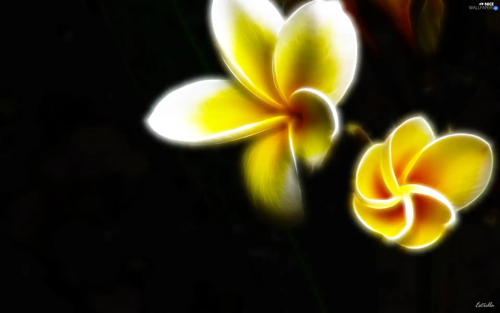 Fractalius, Plumeria