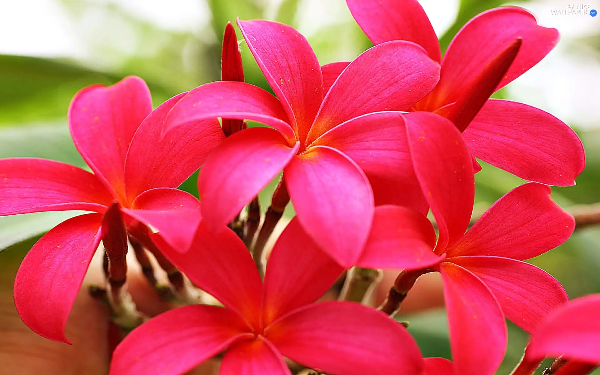 Pink, Plumeria