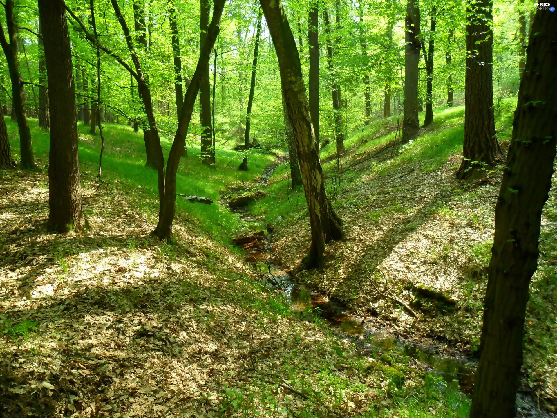 forest, Raciborz, Poland, cowshed