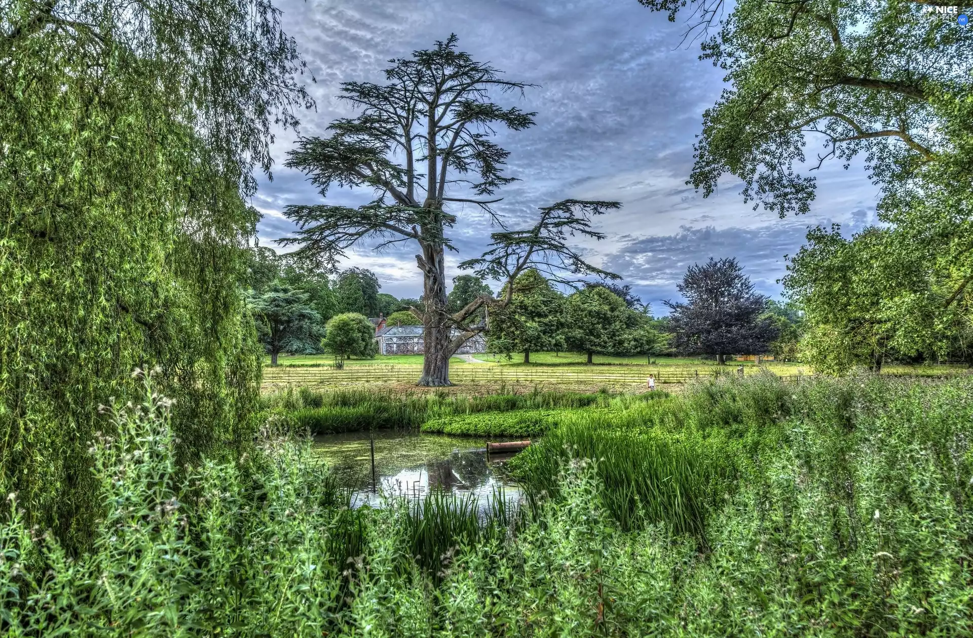trees, Pond - car, grass, viewes