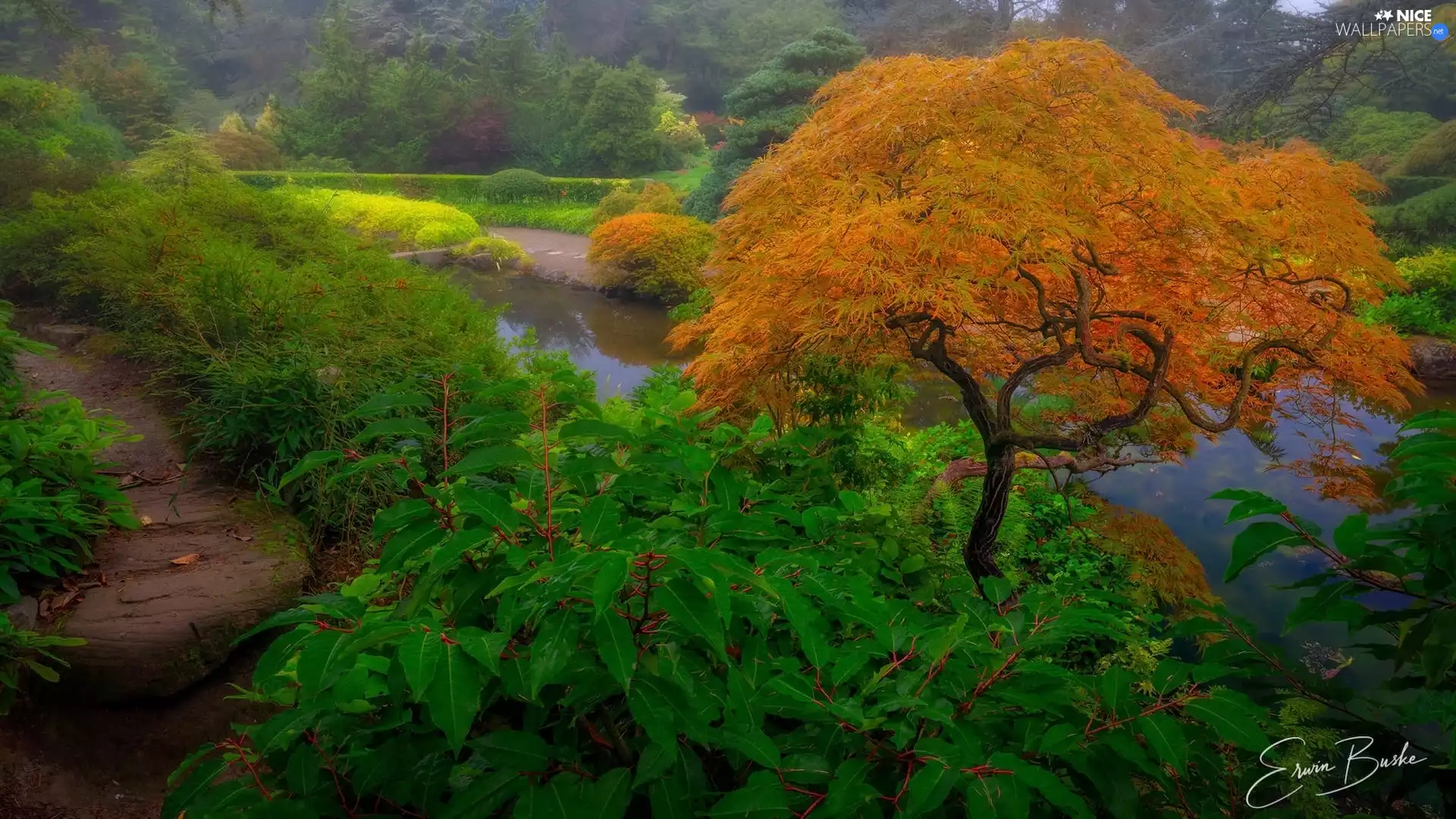 Maple Palm, Fog, Pond - car, trees, Garden