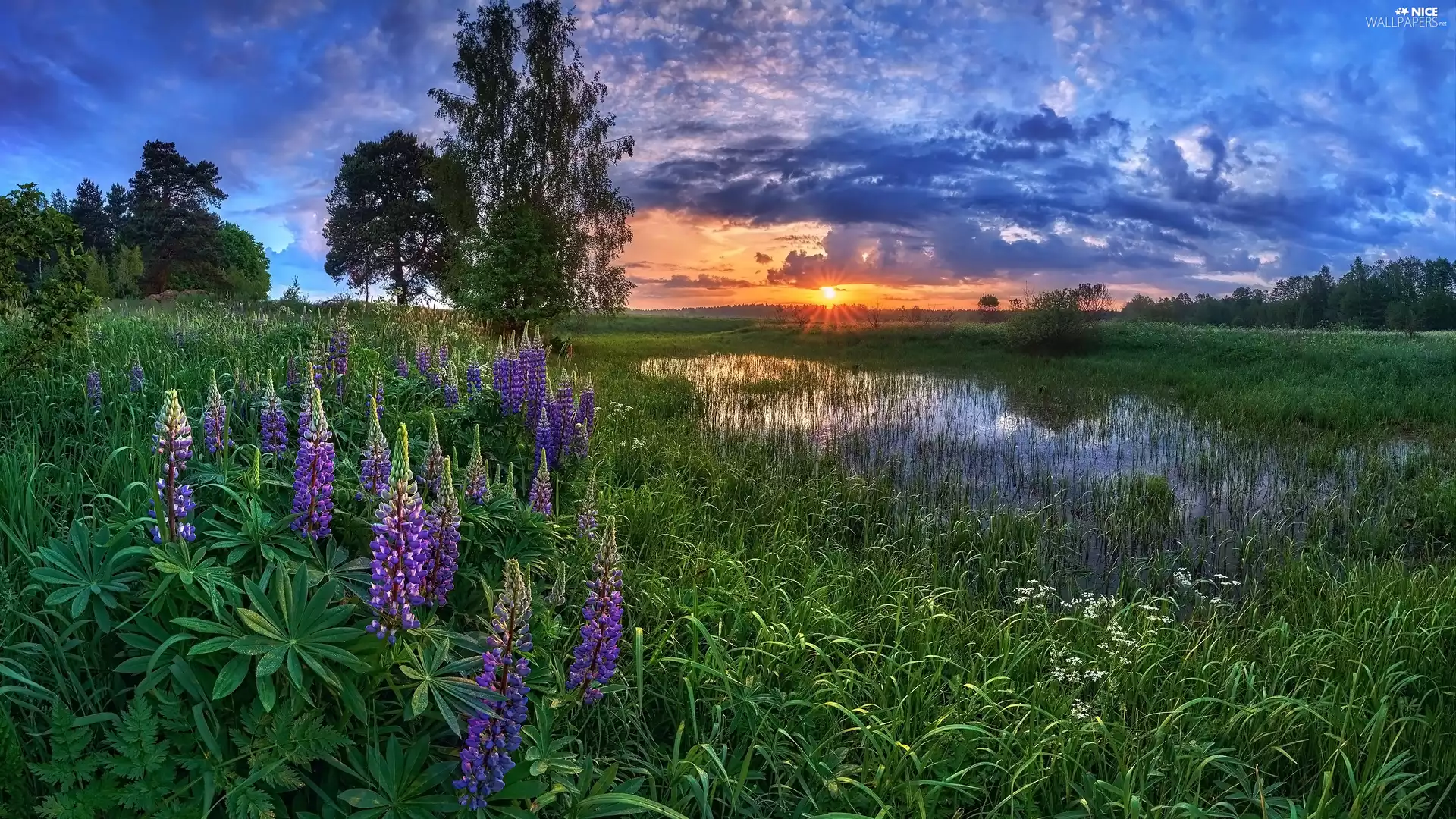 Pond - car, trees, Great Sunsets, viewes, lupine, grass, summer