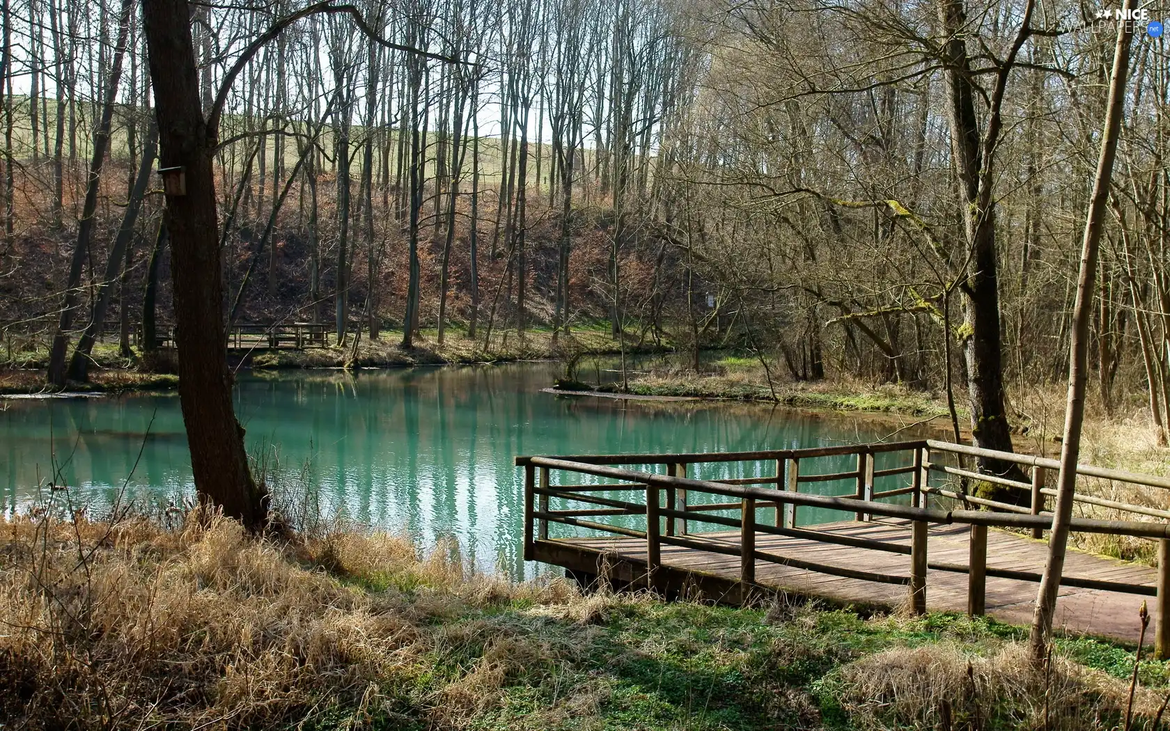 podium, grove, Pond - car