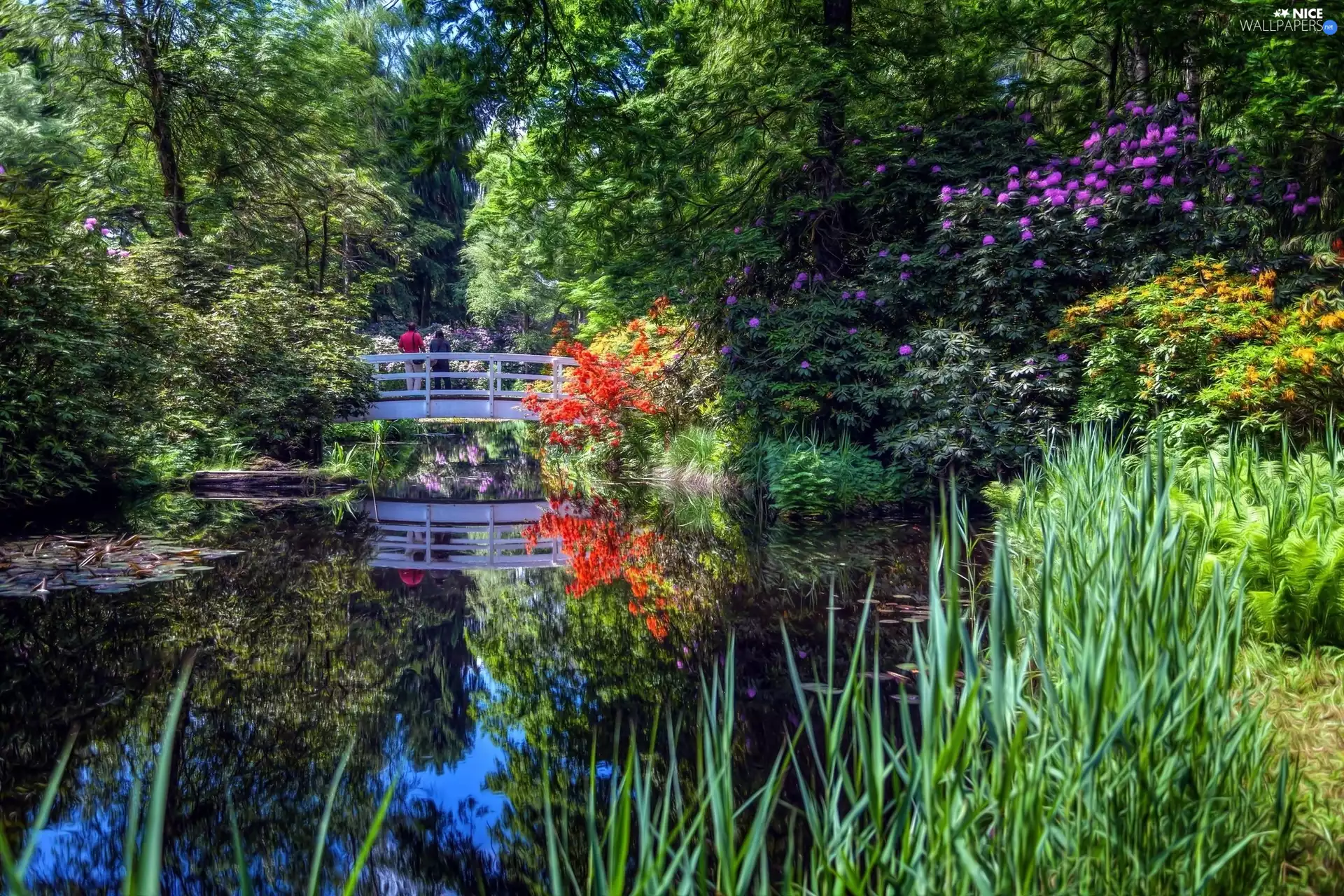 Pond - car, Park, bridge, trees, grass, Spring, Bush, Rhododendron, viewes