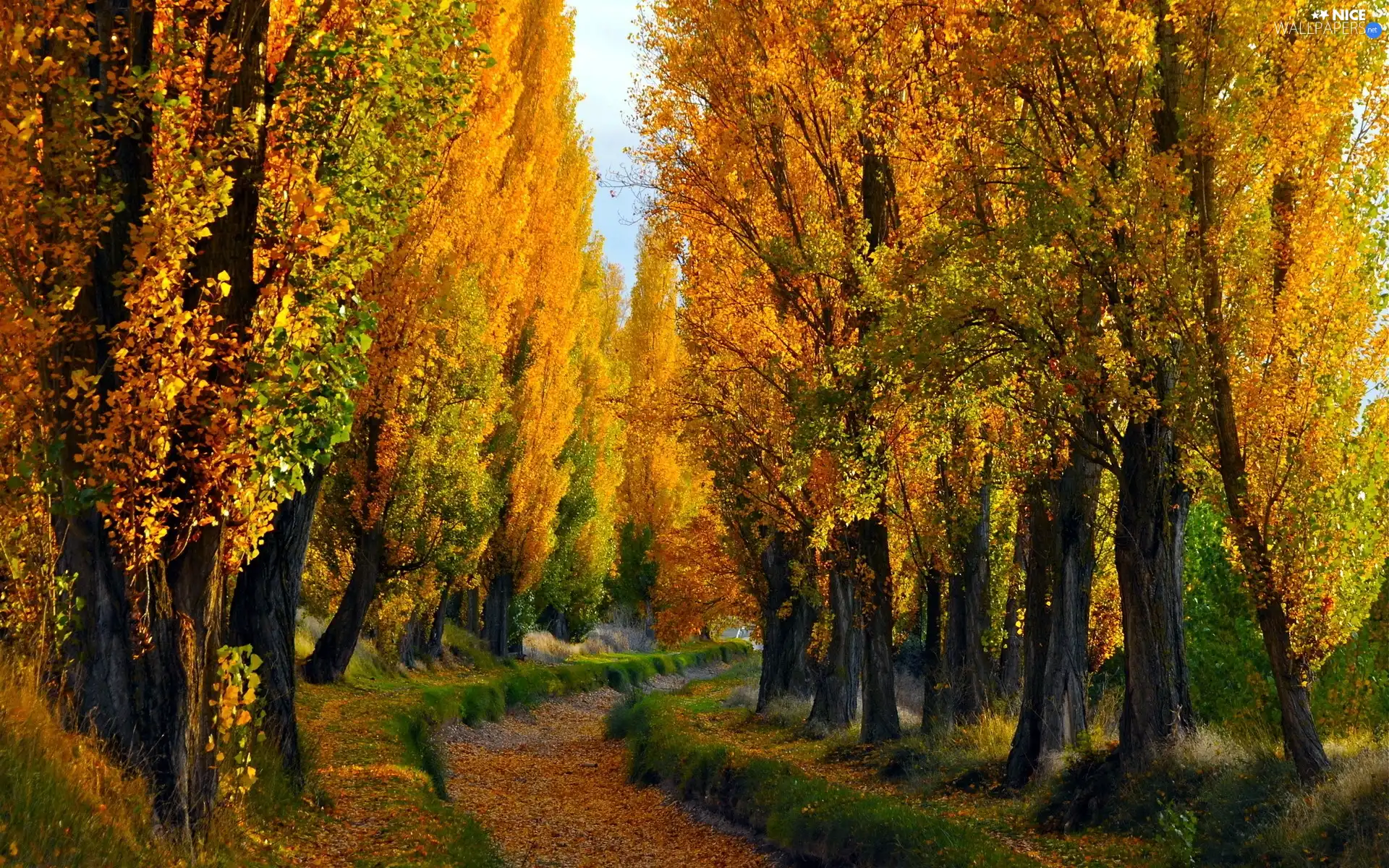 Poplars, autumn, Path