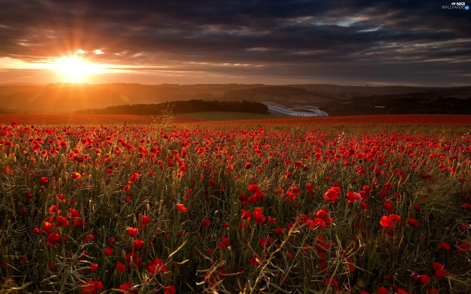 poppy, field, sun, rays, west