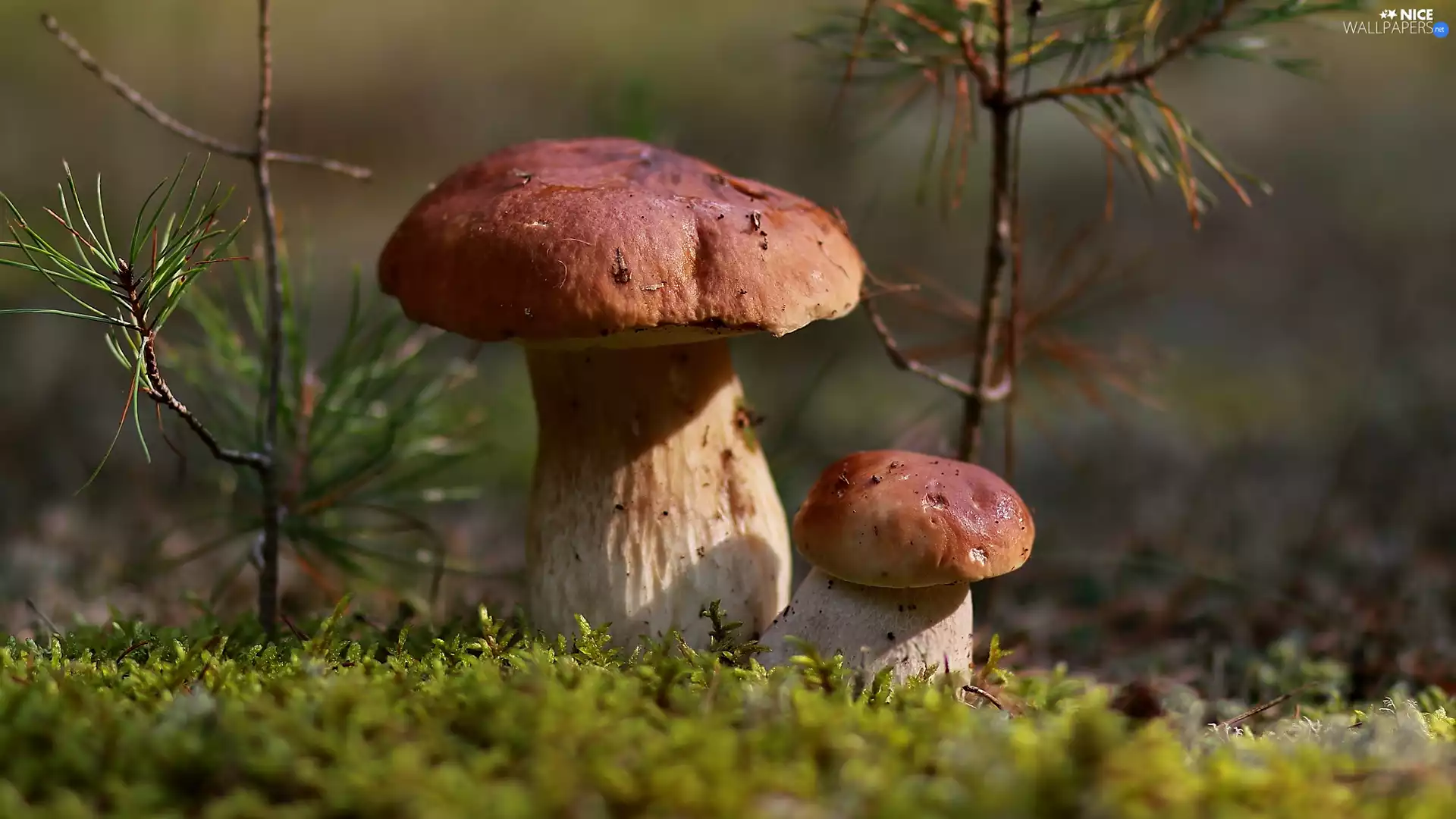 mushrooms, Moss, litter, Porcini