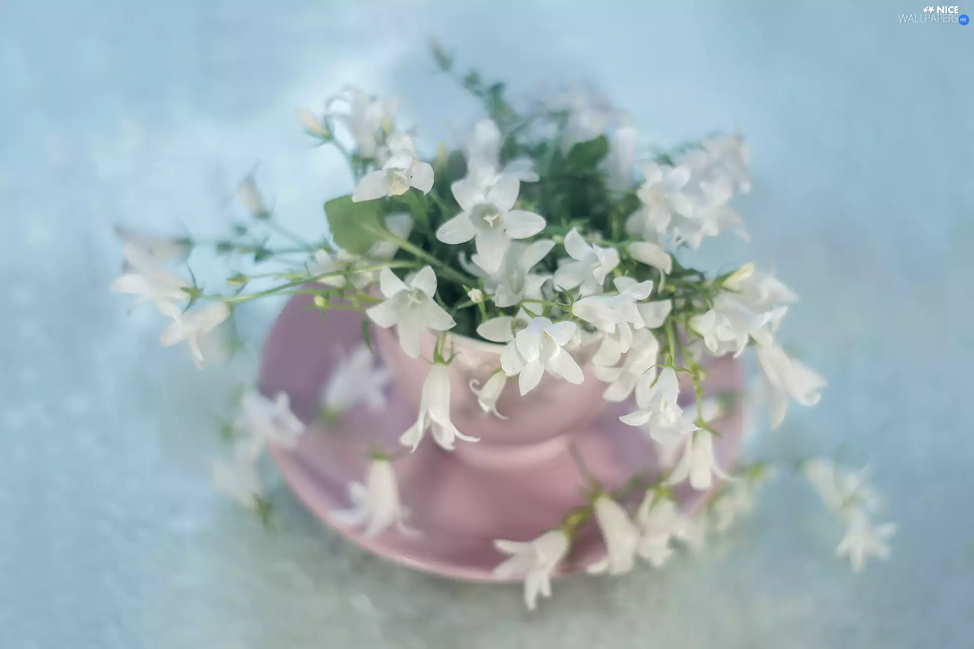 Campanula Portenschlagiana, White, Flowers, Campanula