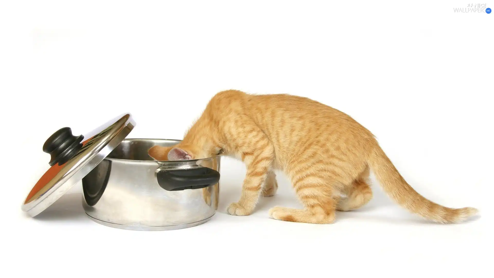 pot, hungry, cat