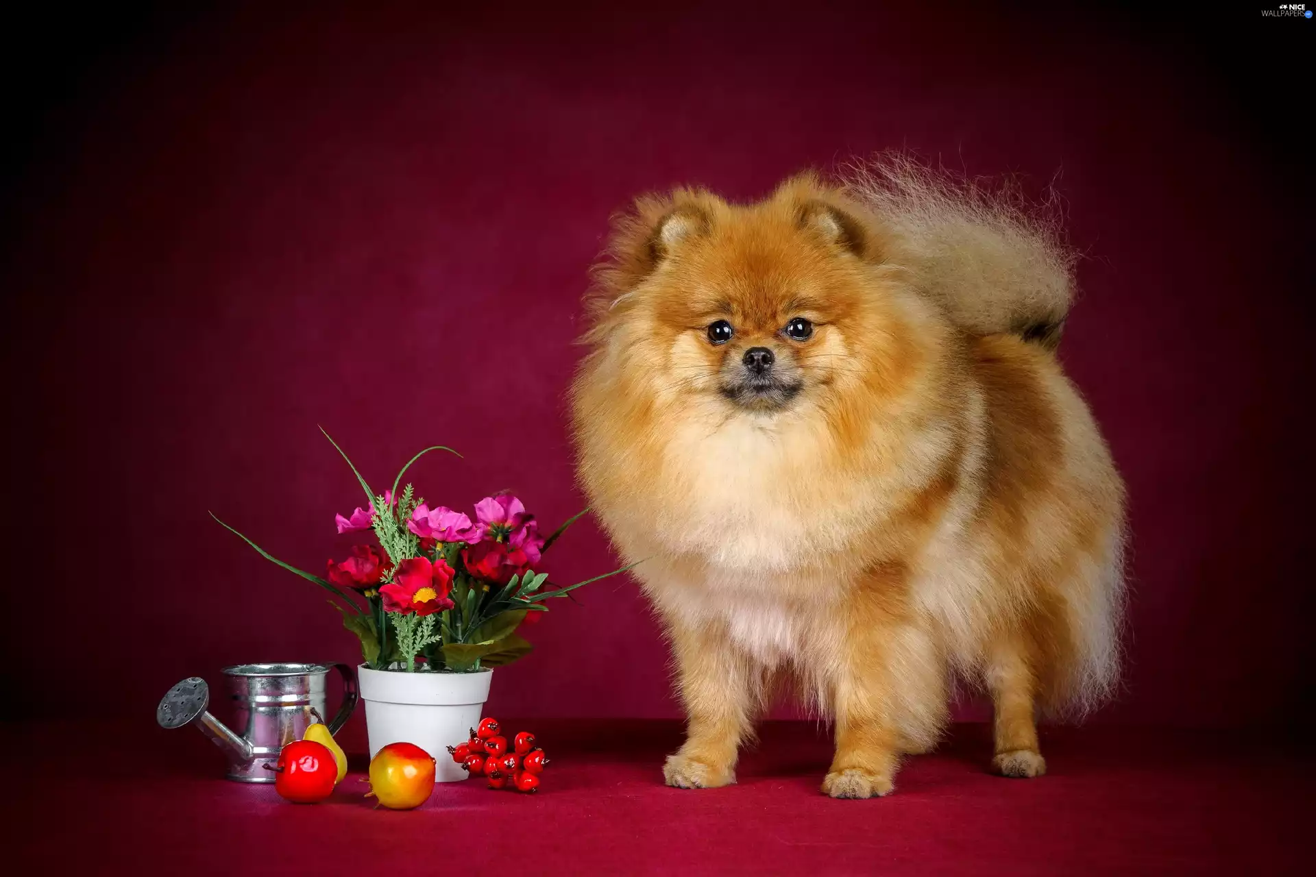 point, pot, watering can, Flowers