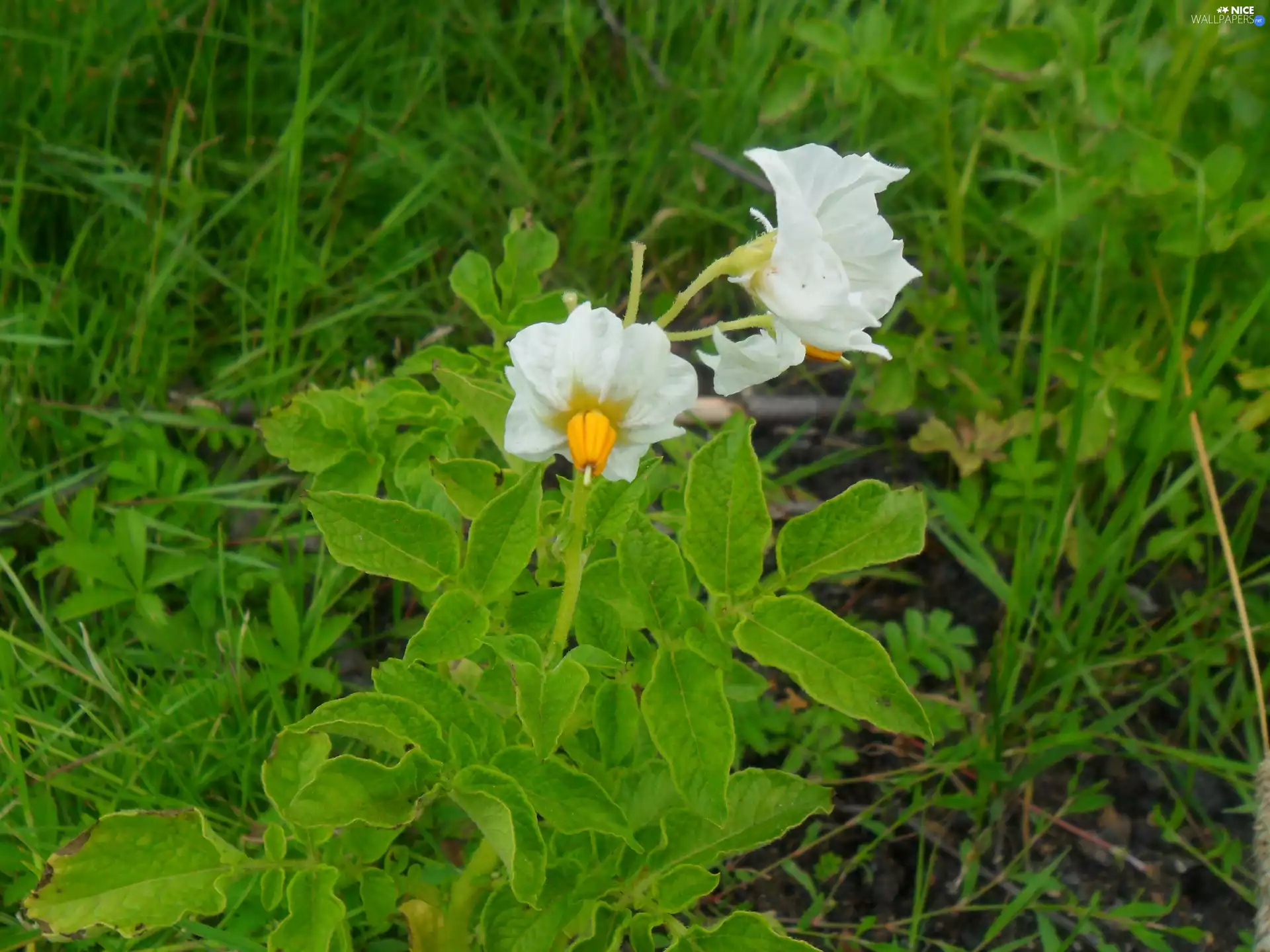 potato, flower, Bush