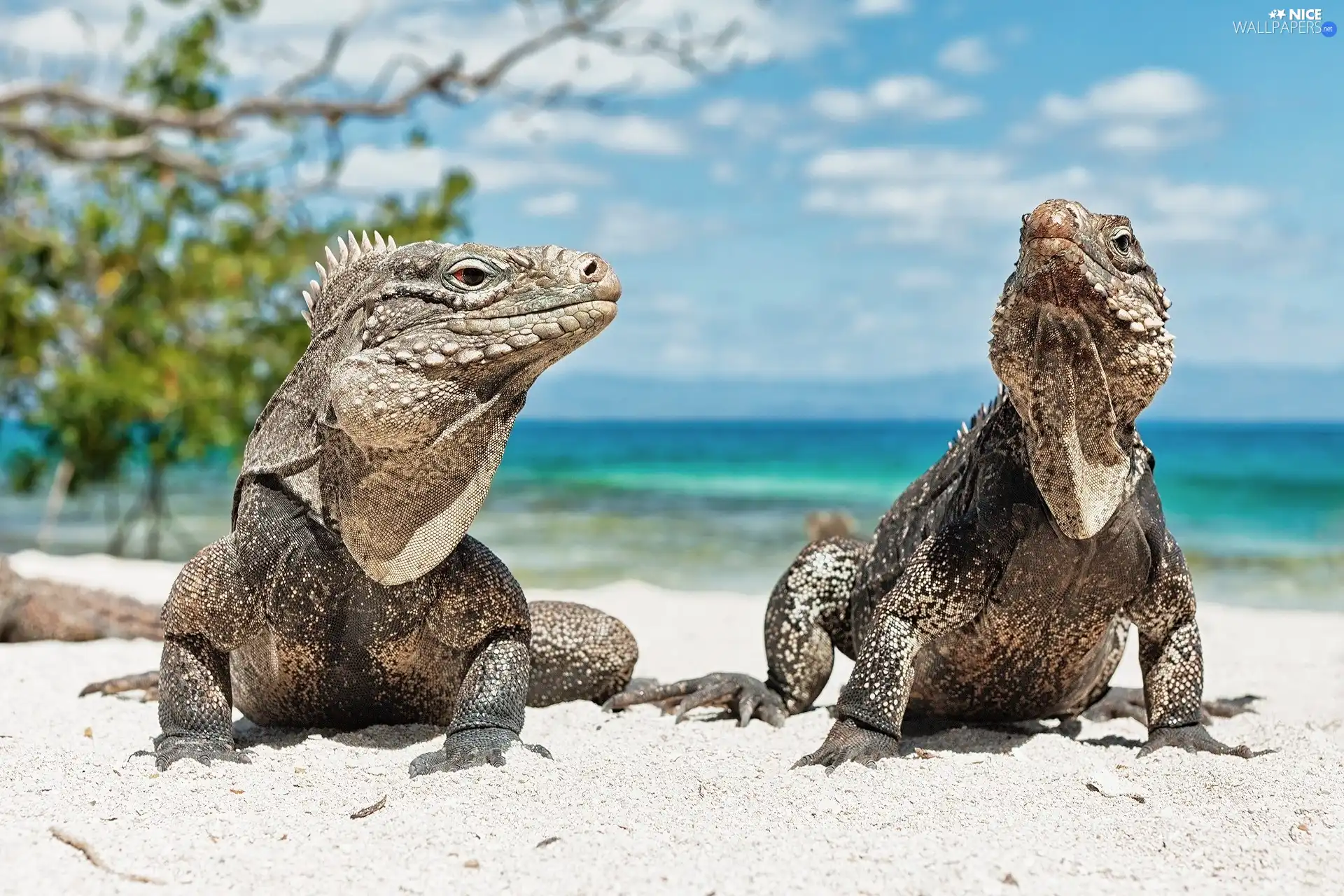 monitor lizards, Two cars, Powerful