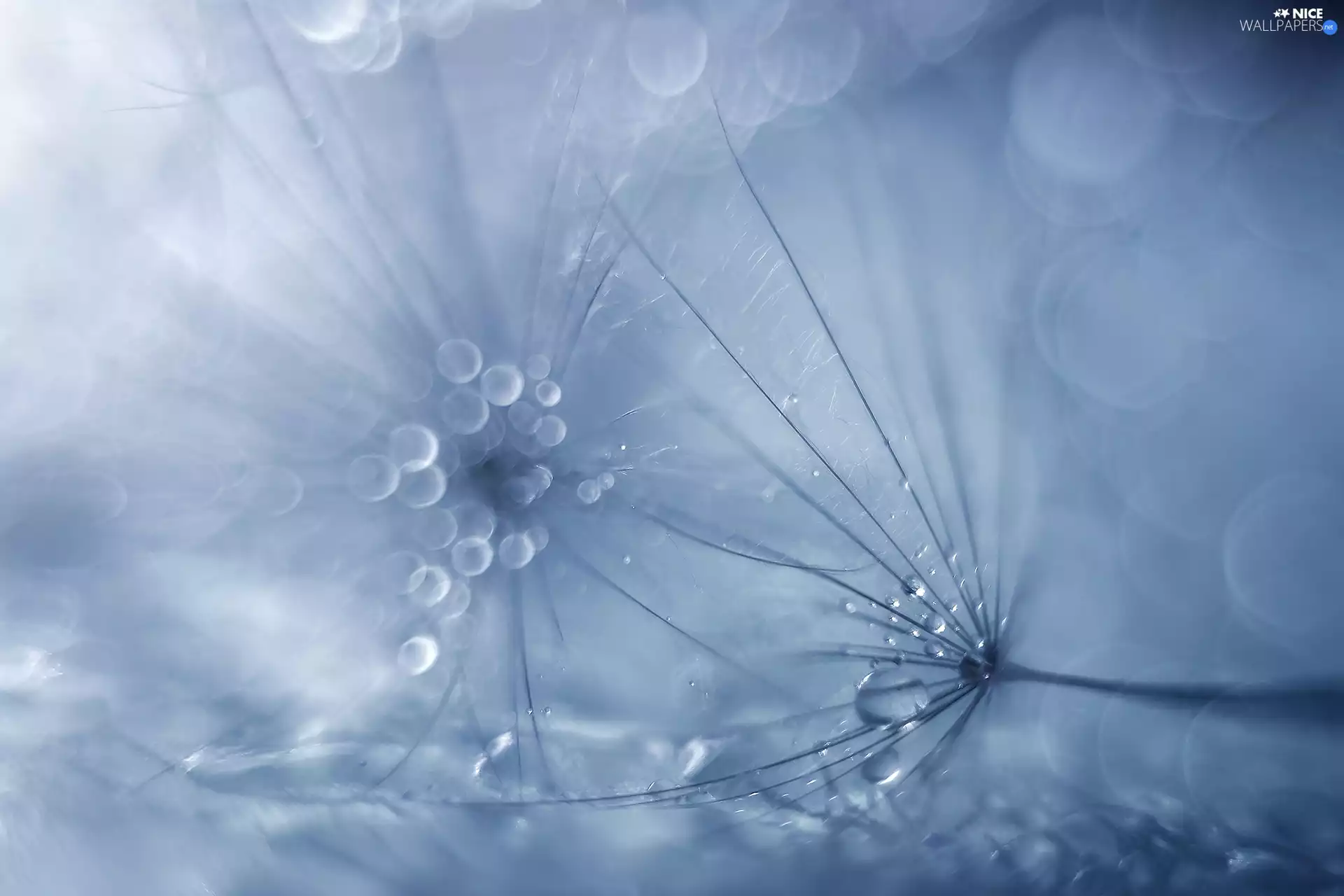 Close, dandelions, Tragopogon Pratensis