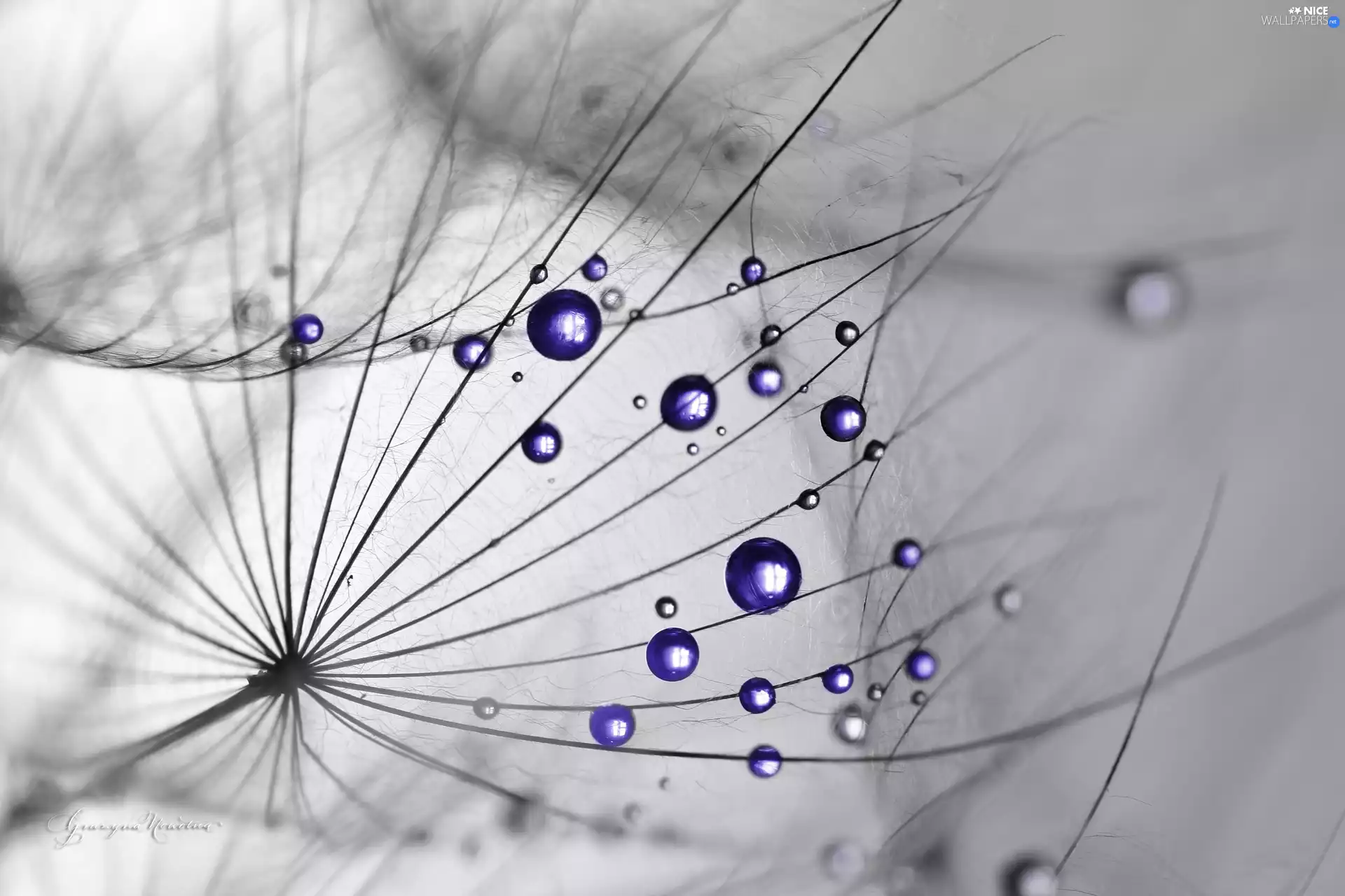 Tragopogon Pratensis, drops, Close, Blue