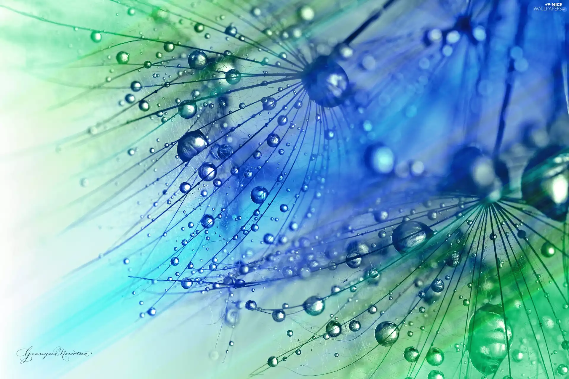 Tragopogon Pratensis, drops, Close, plant