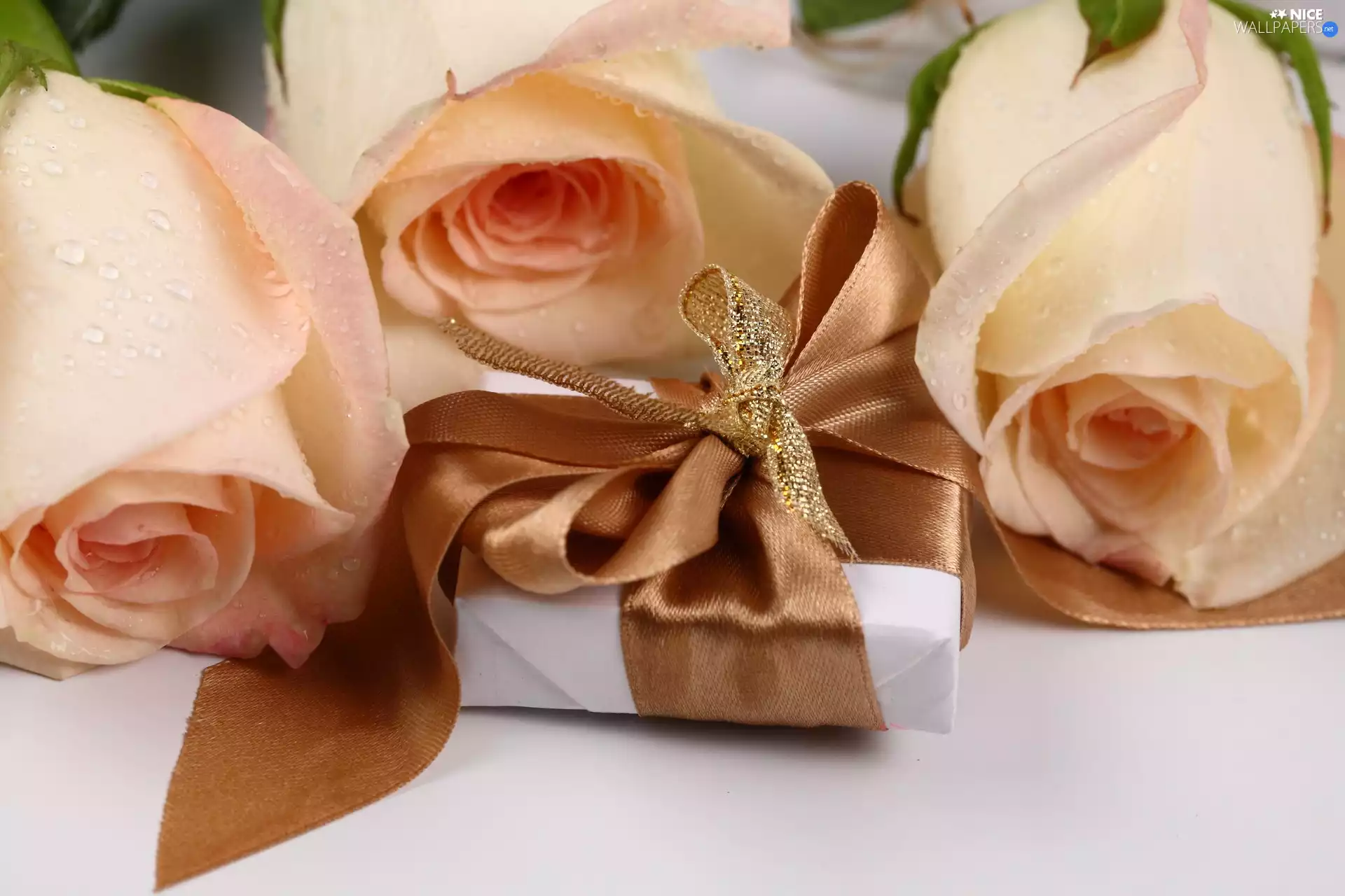 roses, Brown, ribbon, Present