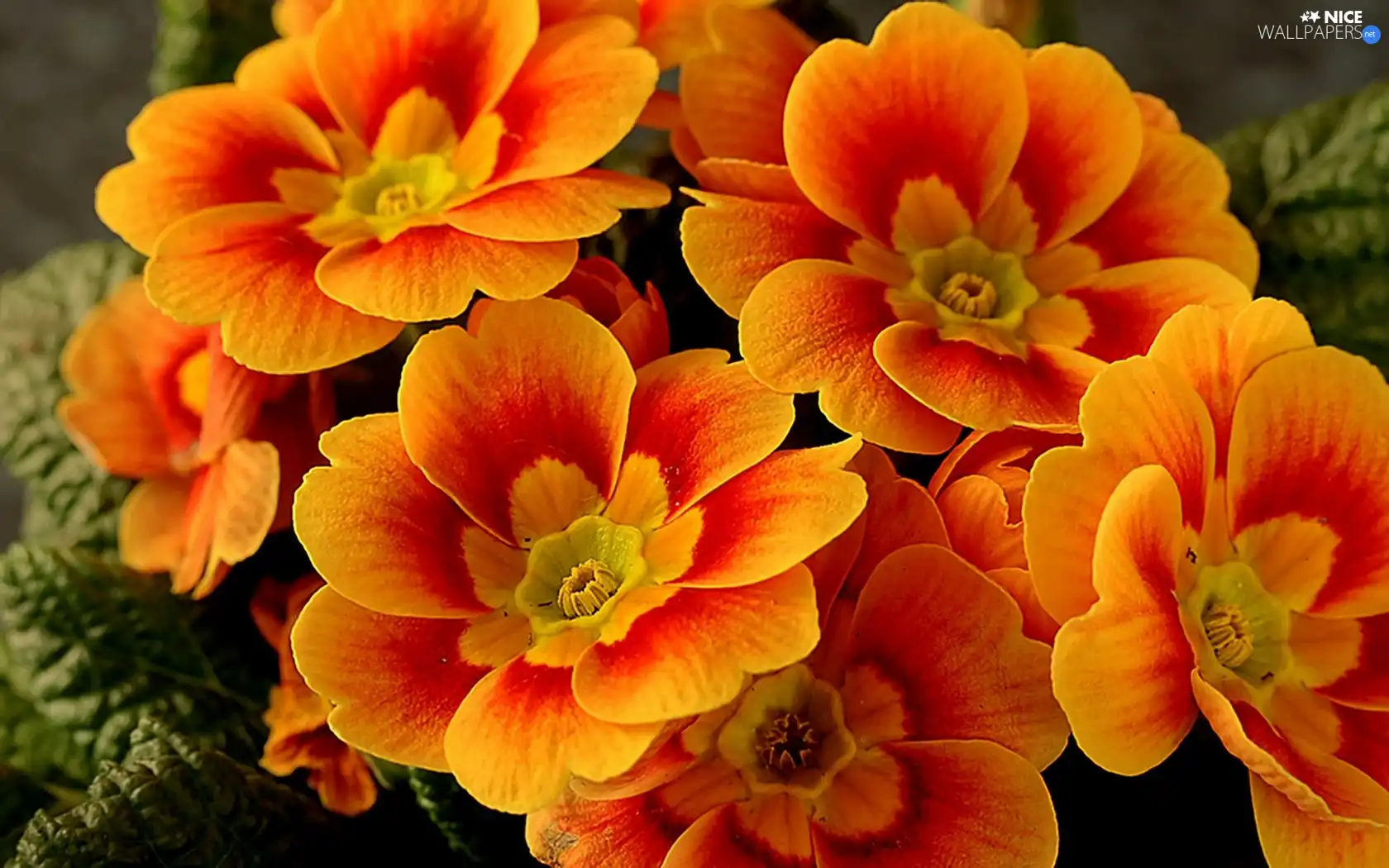 Orange, primrose