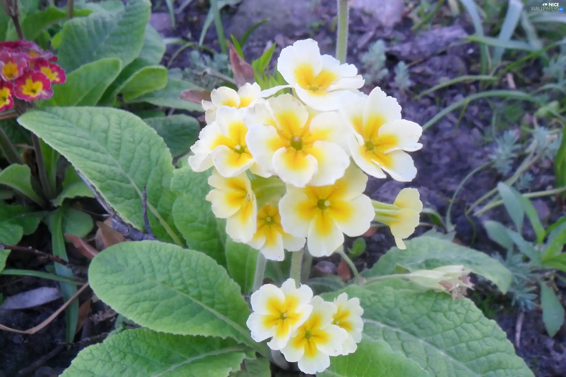 yellowish, primrose