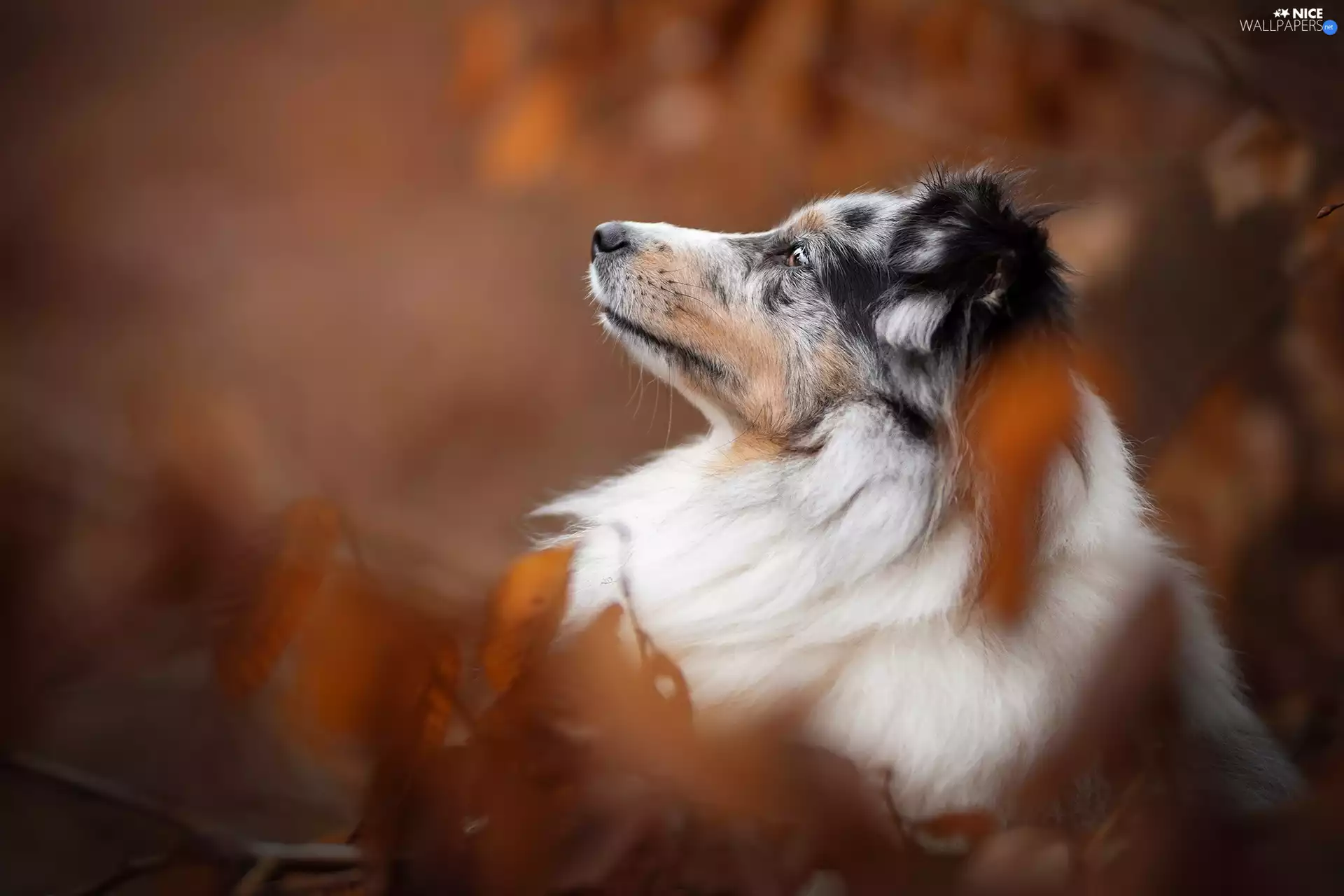 Australian Shepherd, dog, profile