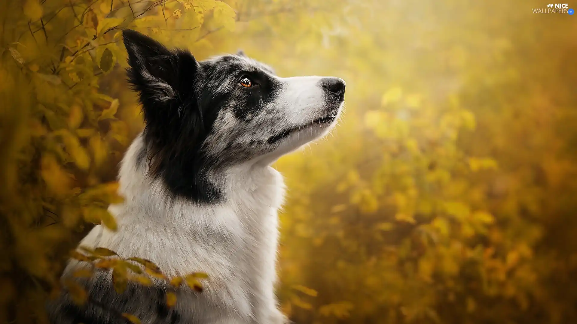 profile, Leaf, Border Collie, muzzle, dog