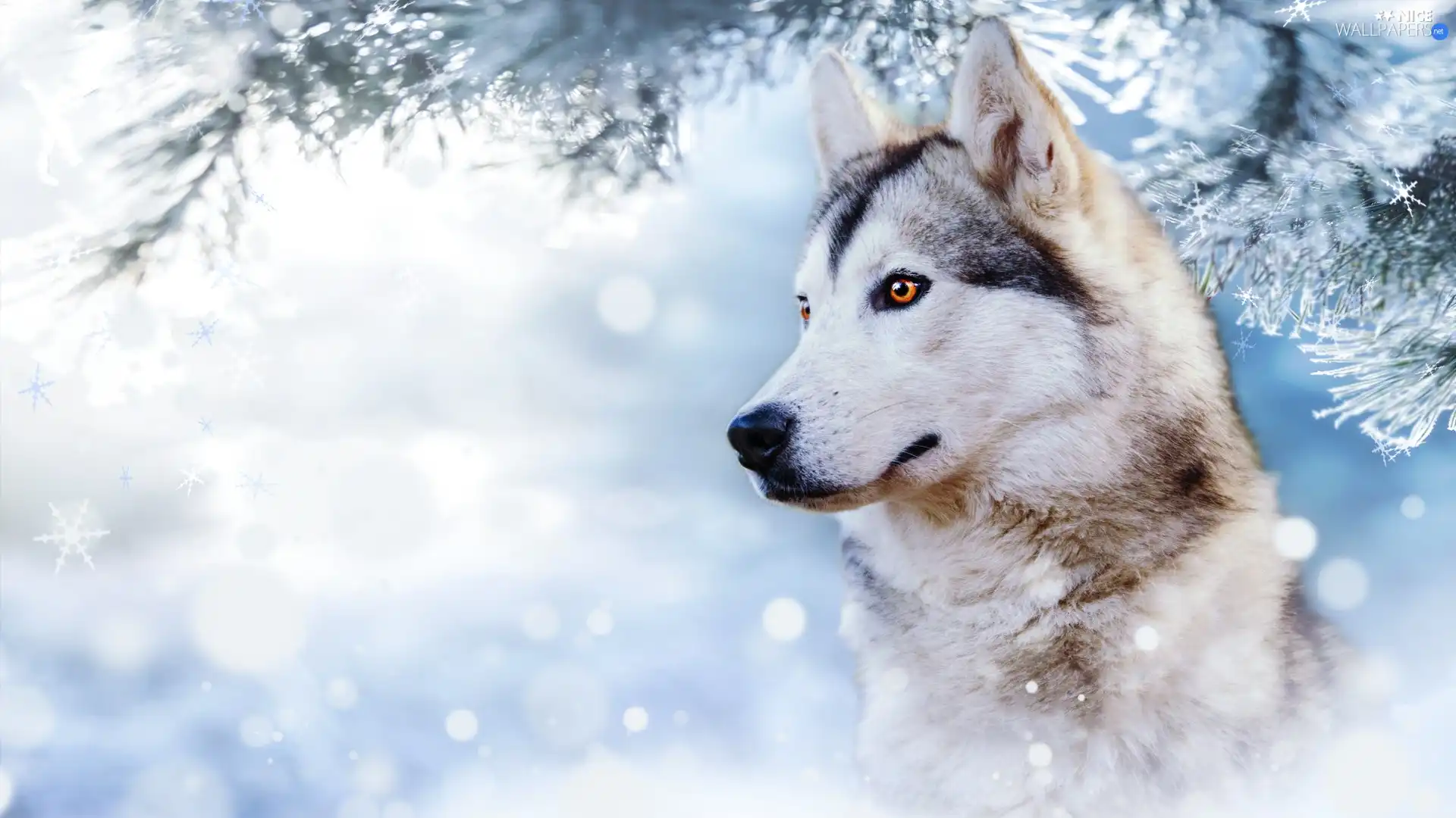 winter, dog, branch, profile, snow, Siberian Husky