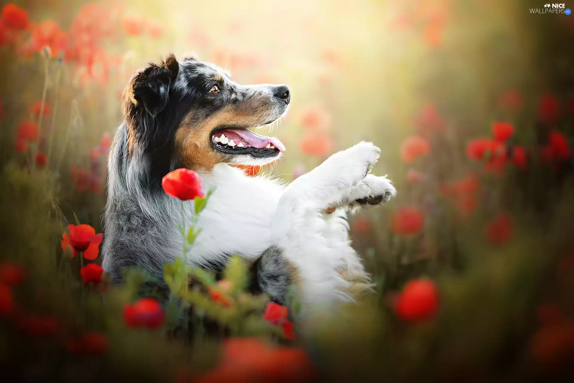 dog, profile, papavers, Australian Shepherd