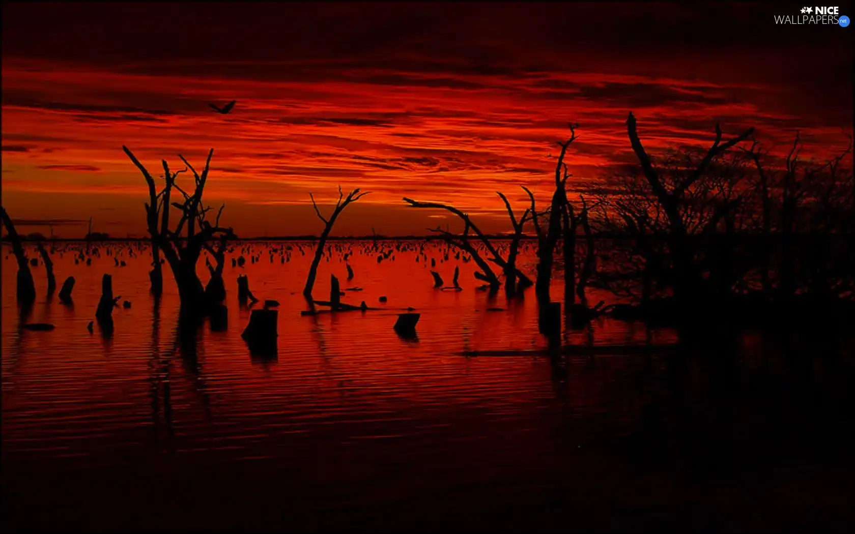 projections, Great Sunsets, trees, viewes, dry, lake