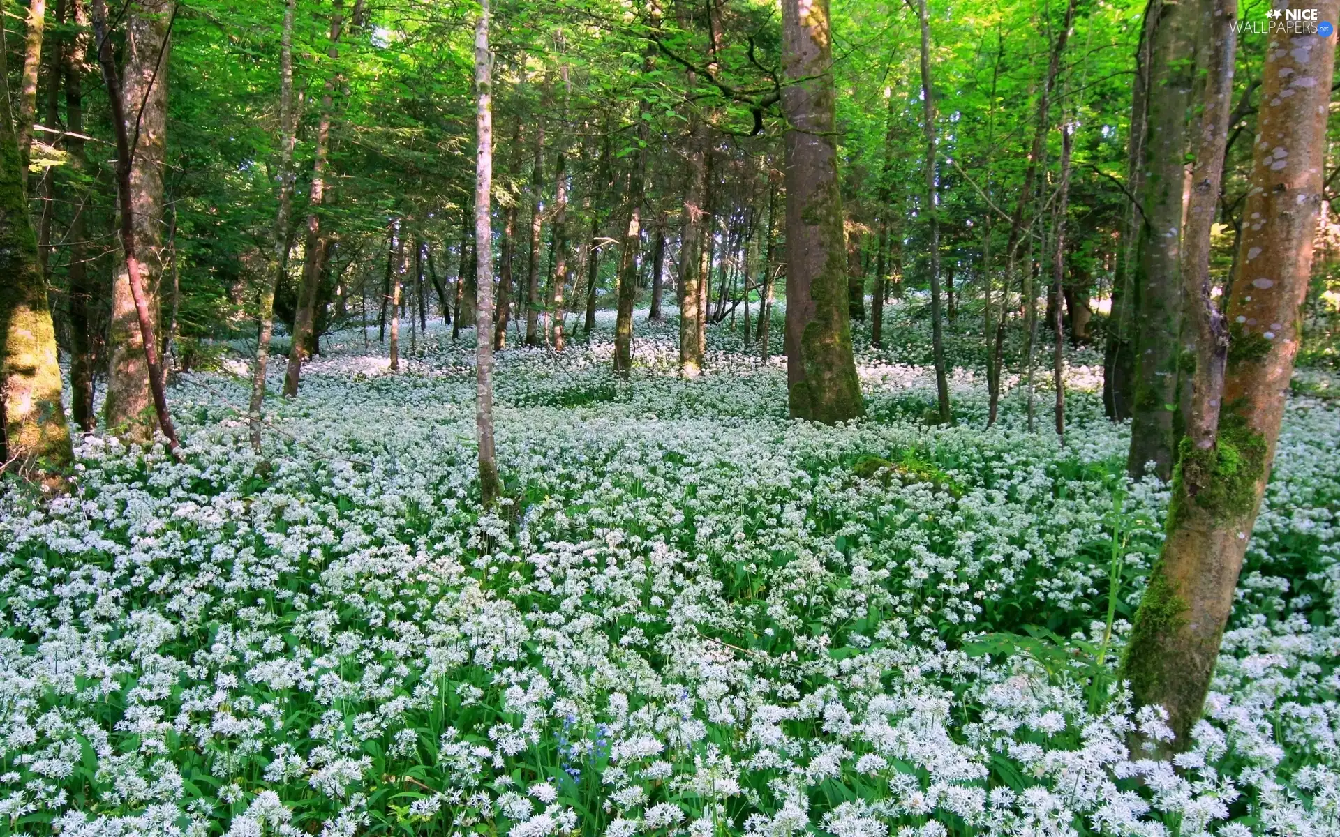 ligh, Flowers, flash, Przebijające, forest, sun, luminosity