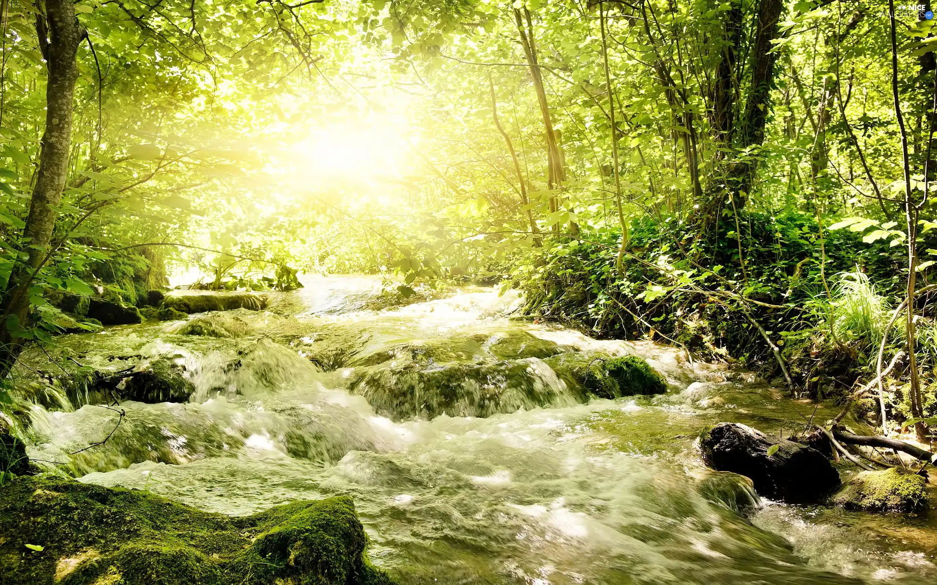 forest, Przebijające, luminosity, ligh, flash, Stones, River, sun