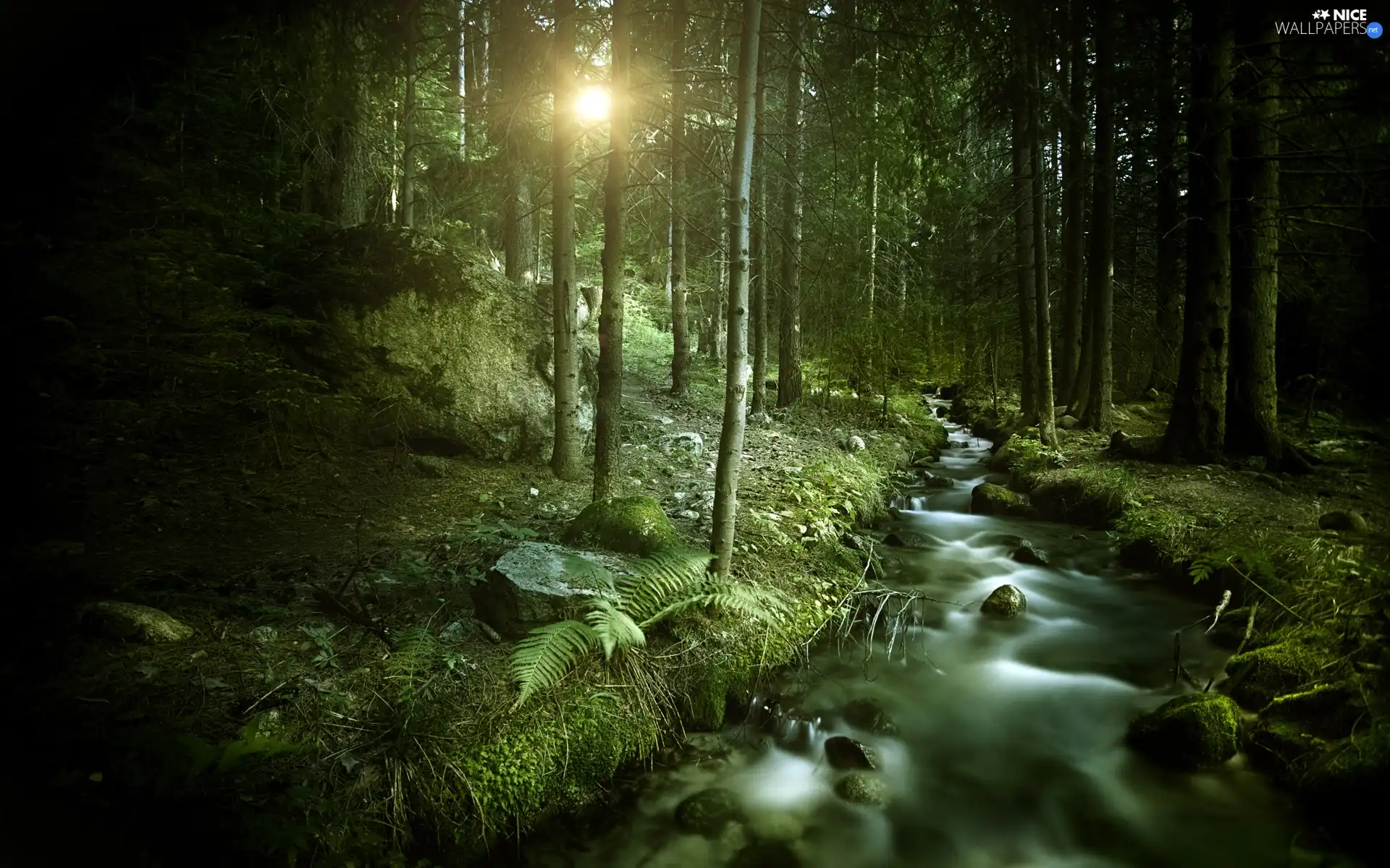 brook, trees, Przebijające, sun, Stones, viewes