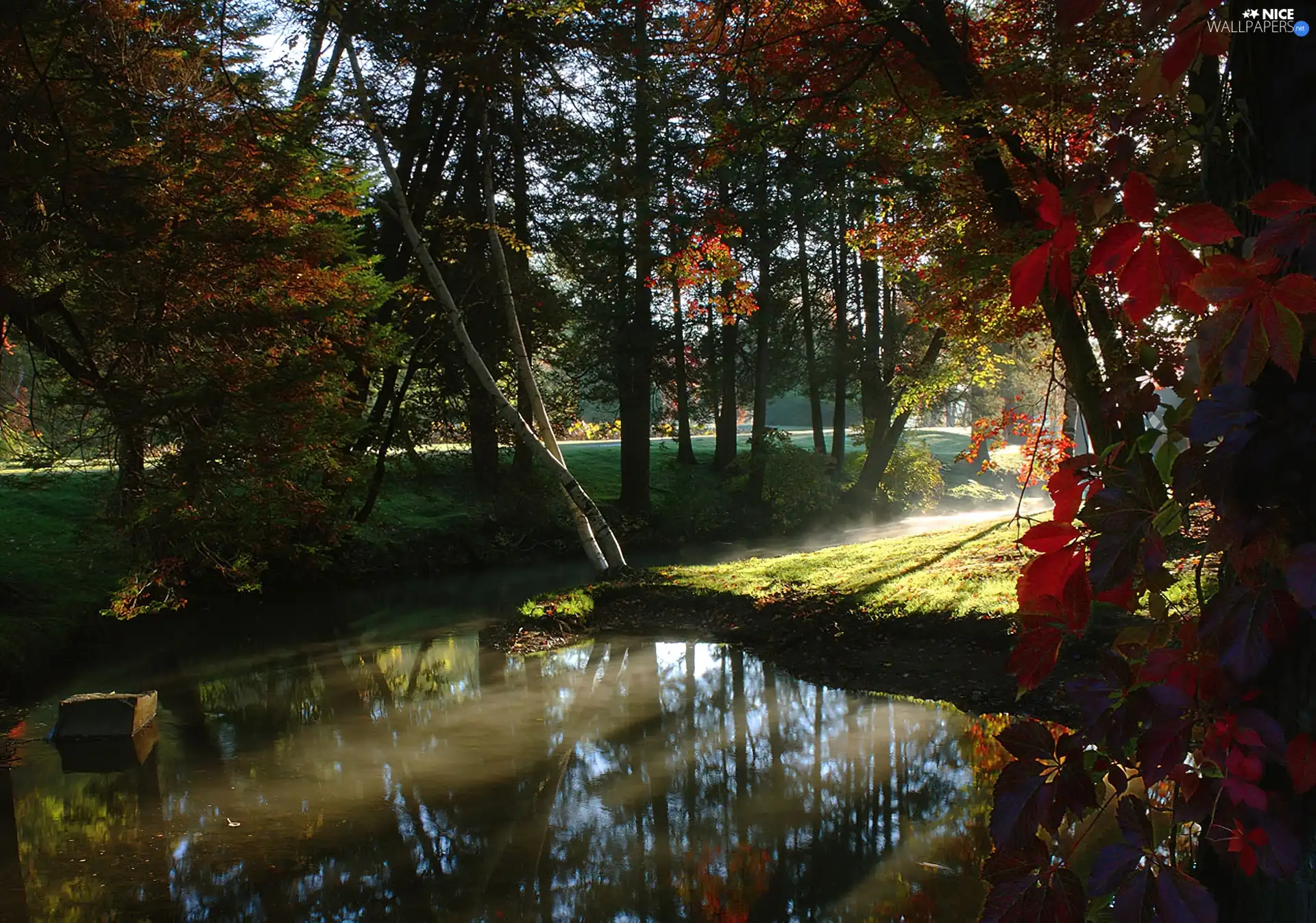 viewes, Przebijające, luminosity, ligh, flash, trees, Park, sun