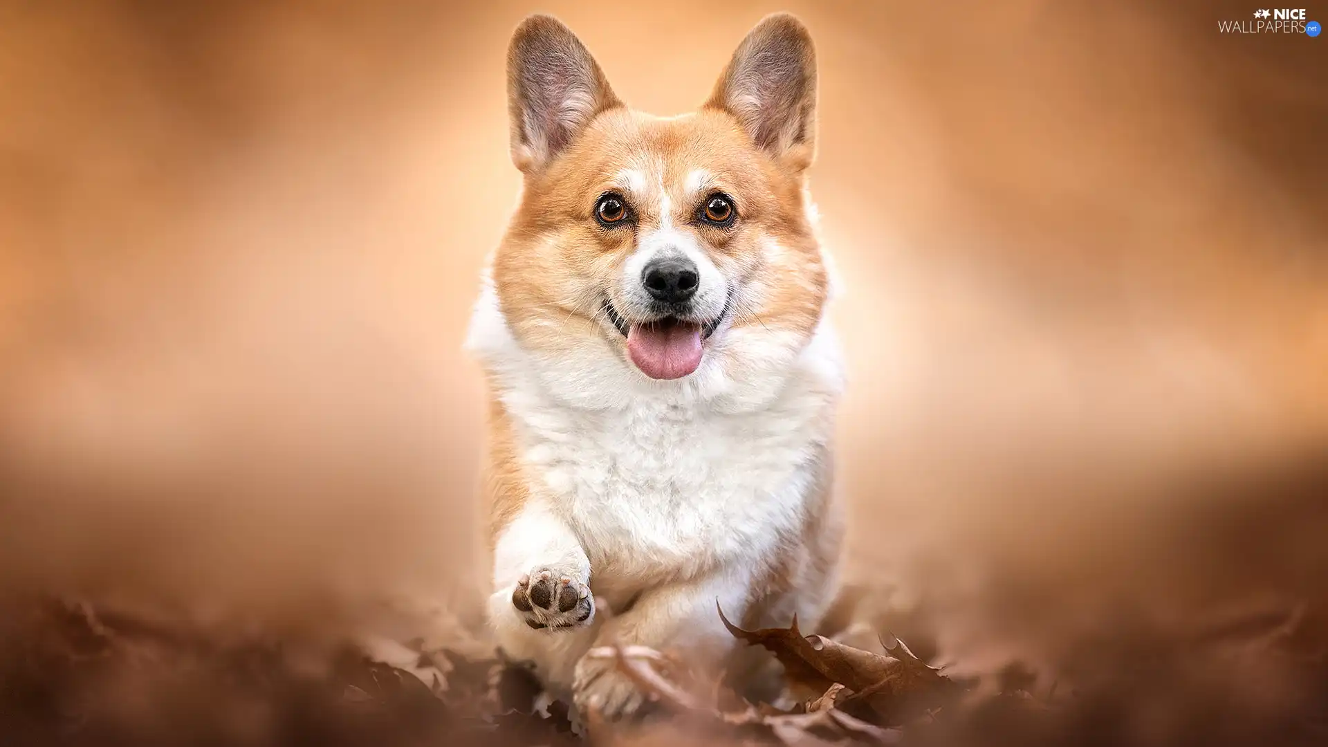 dog, The raised, pud, Welsh corgi pembroke