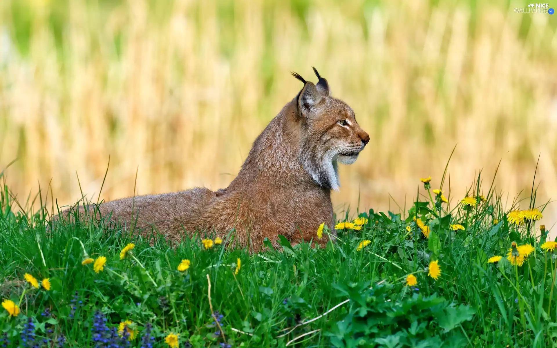 puffball, Lynx, Flowers